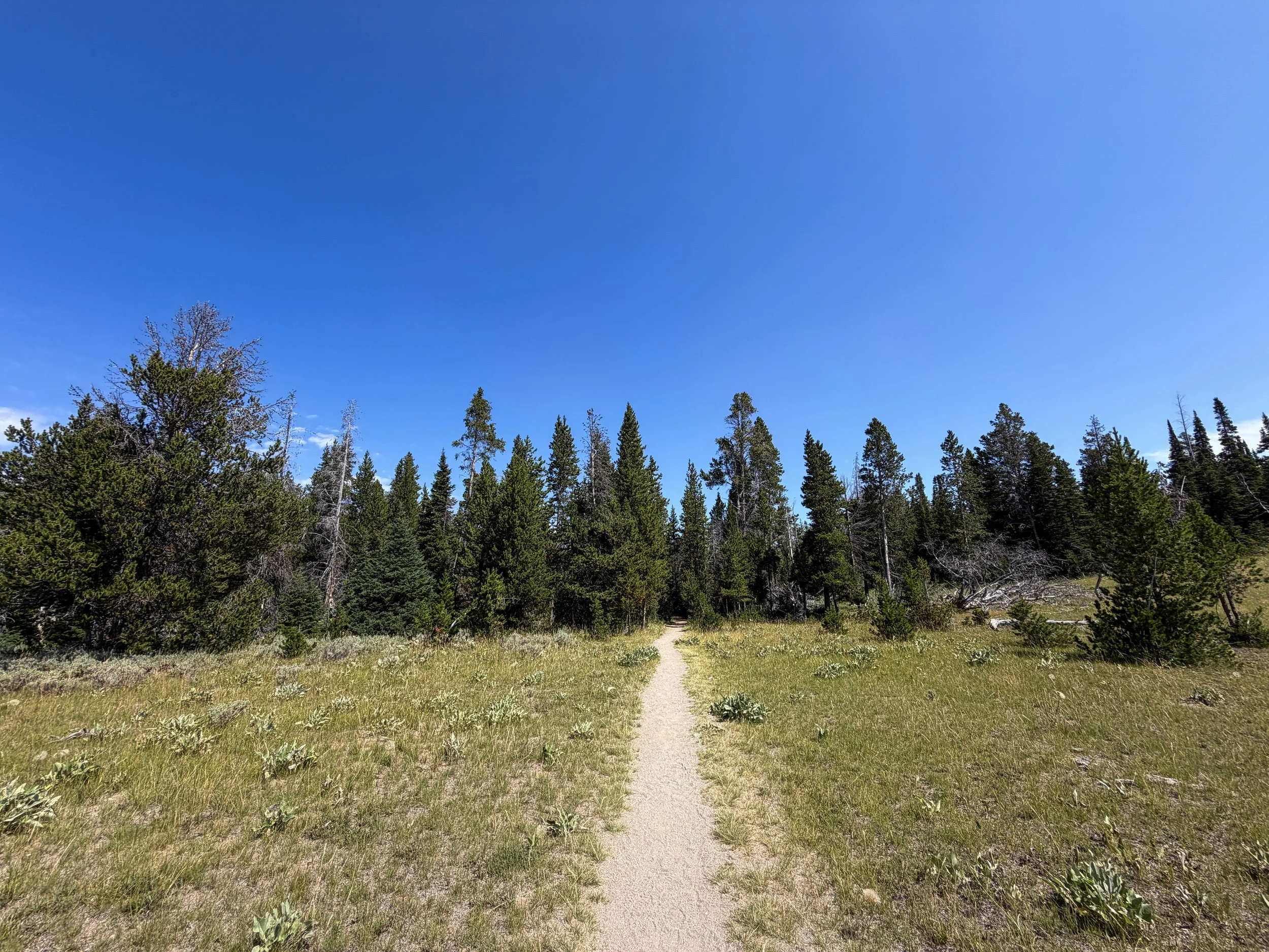 Storm Point Trail Yellowstone National Park Wyoming