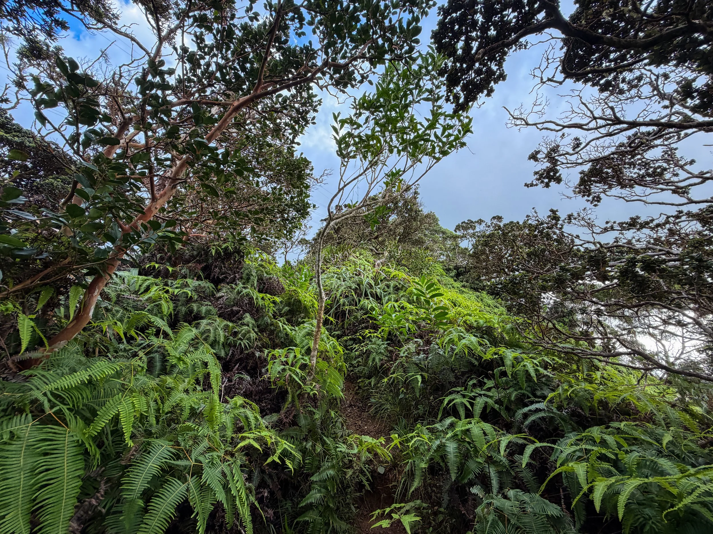 Kaau Crater Loop Hike Oahu Hawaii