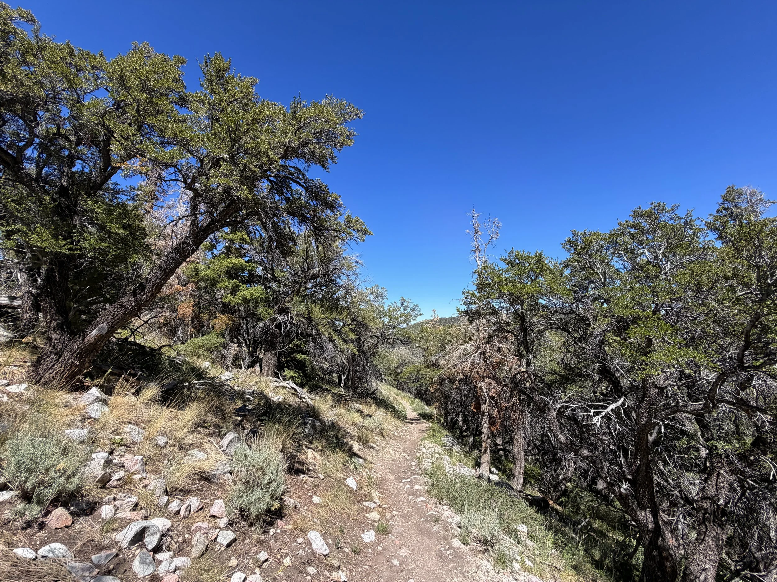 Baker Creek Loop Trail Great Basin National Park Nevada