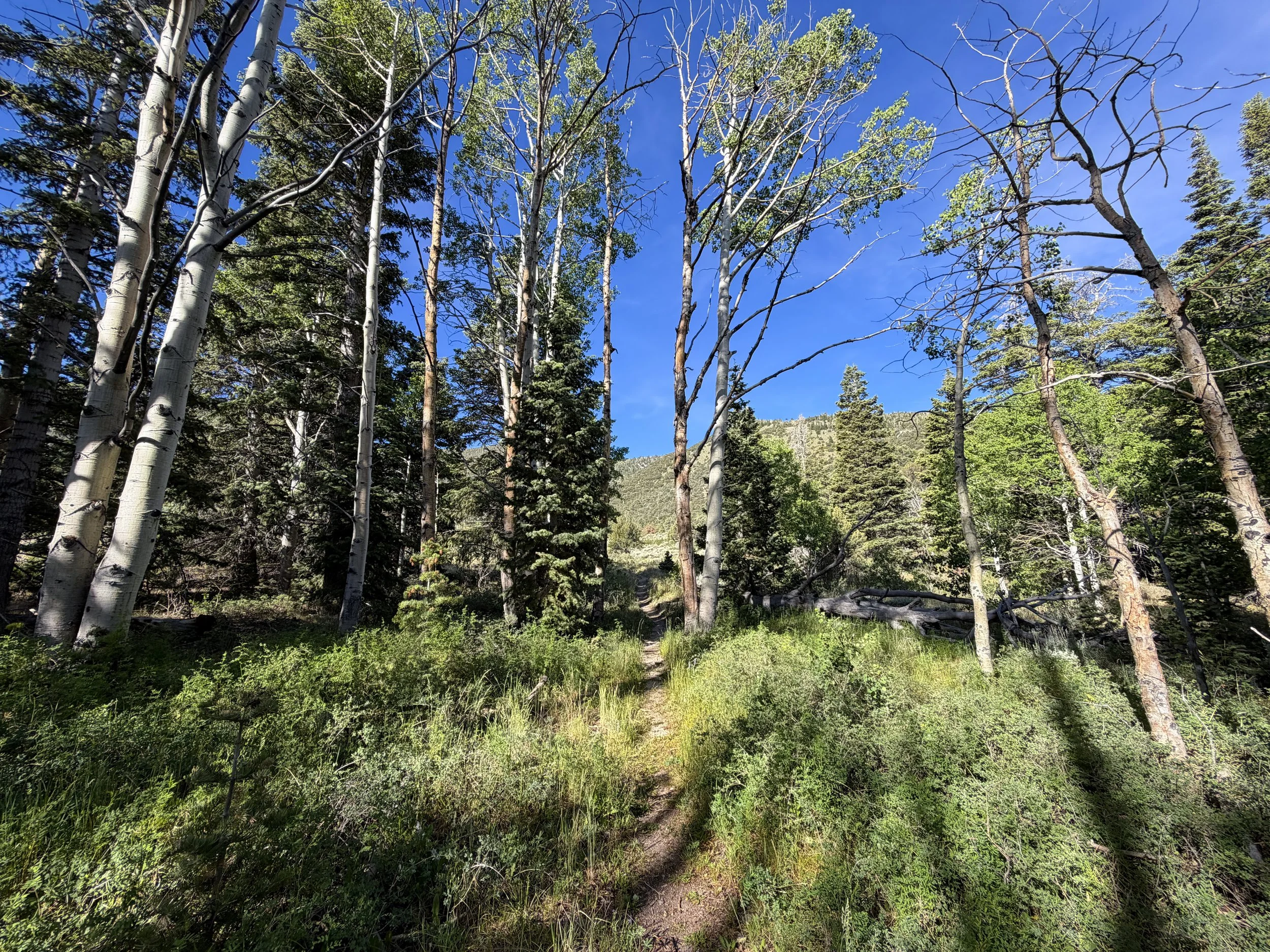 Pole Canyon Loop Trail Great Basin National Park Nevada