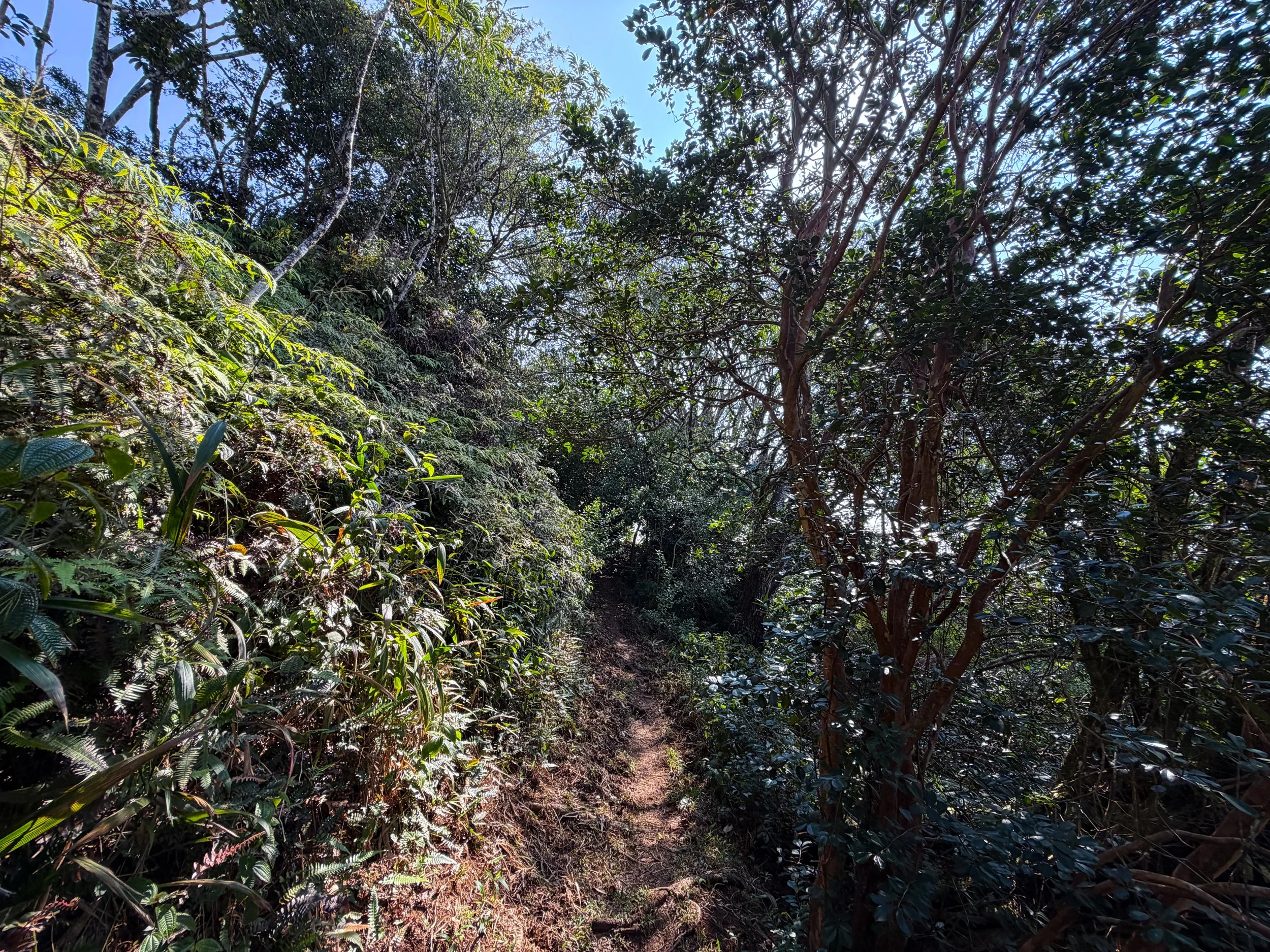 Nuuanu Trail Oahu Hawaii