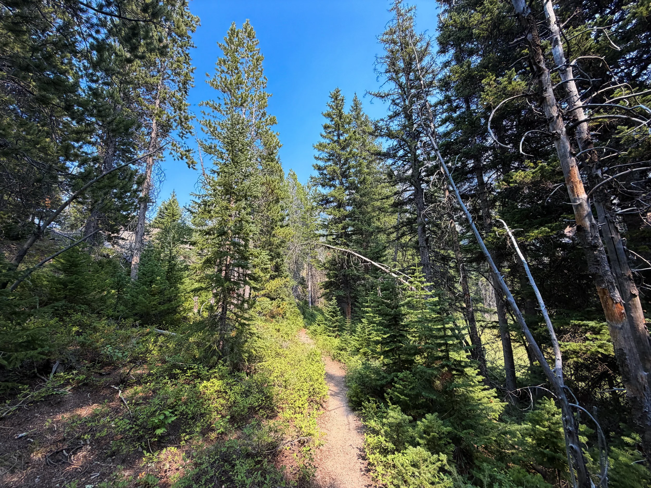 Beaten Path Trail Beartooth Mountains Montana