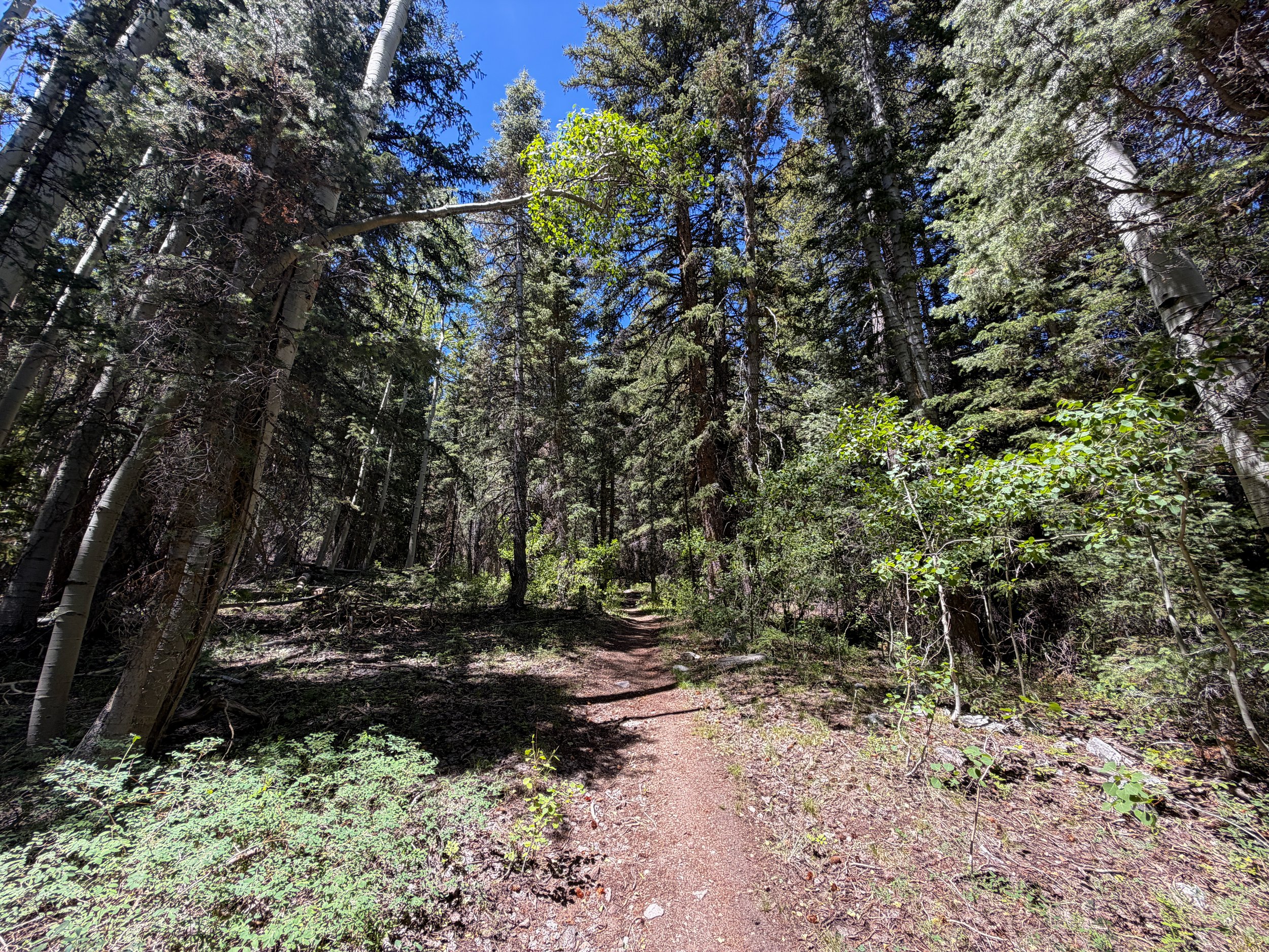 Timber Creek Loop Trail Great Basin National Park Nevada