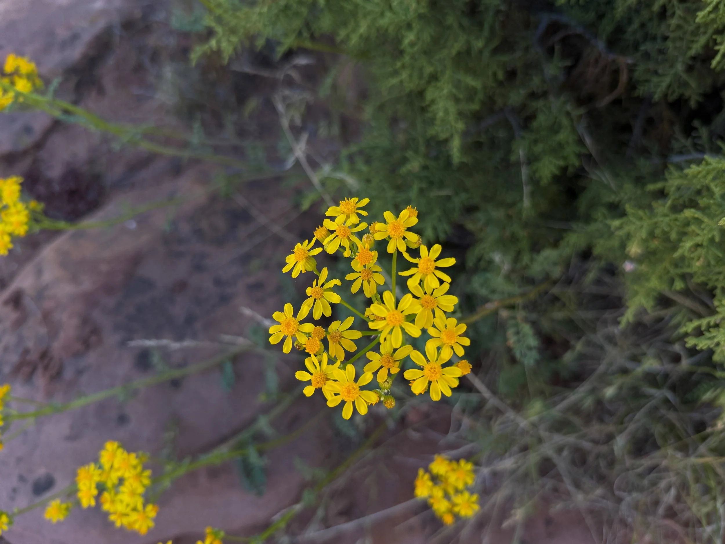 Lobe-leaf Groundsel Packera multilobata