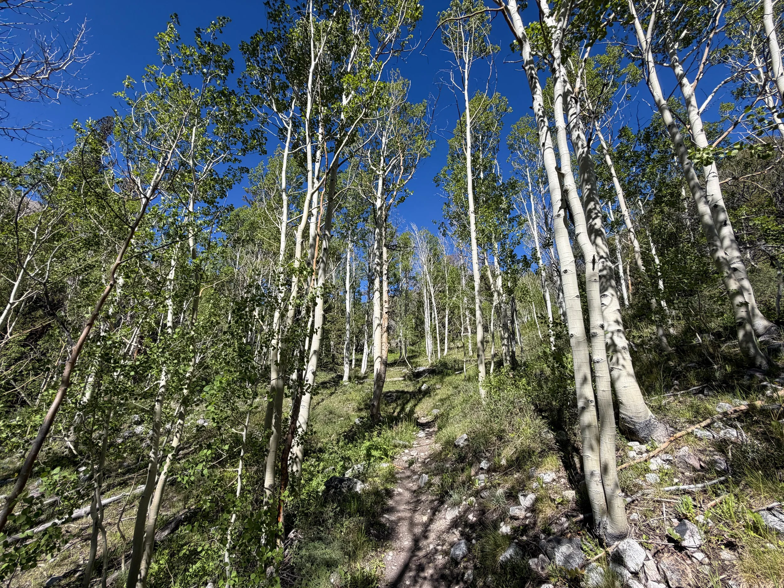 Baker Lake Hike Great Basin National Park Nevada