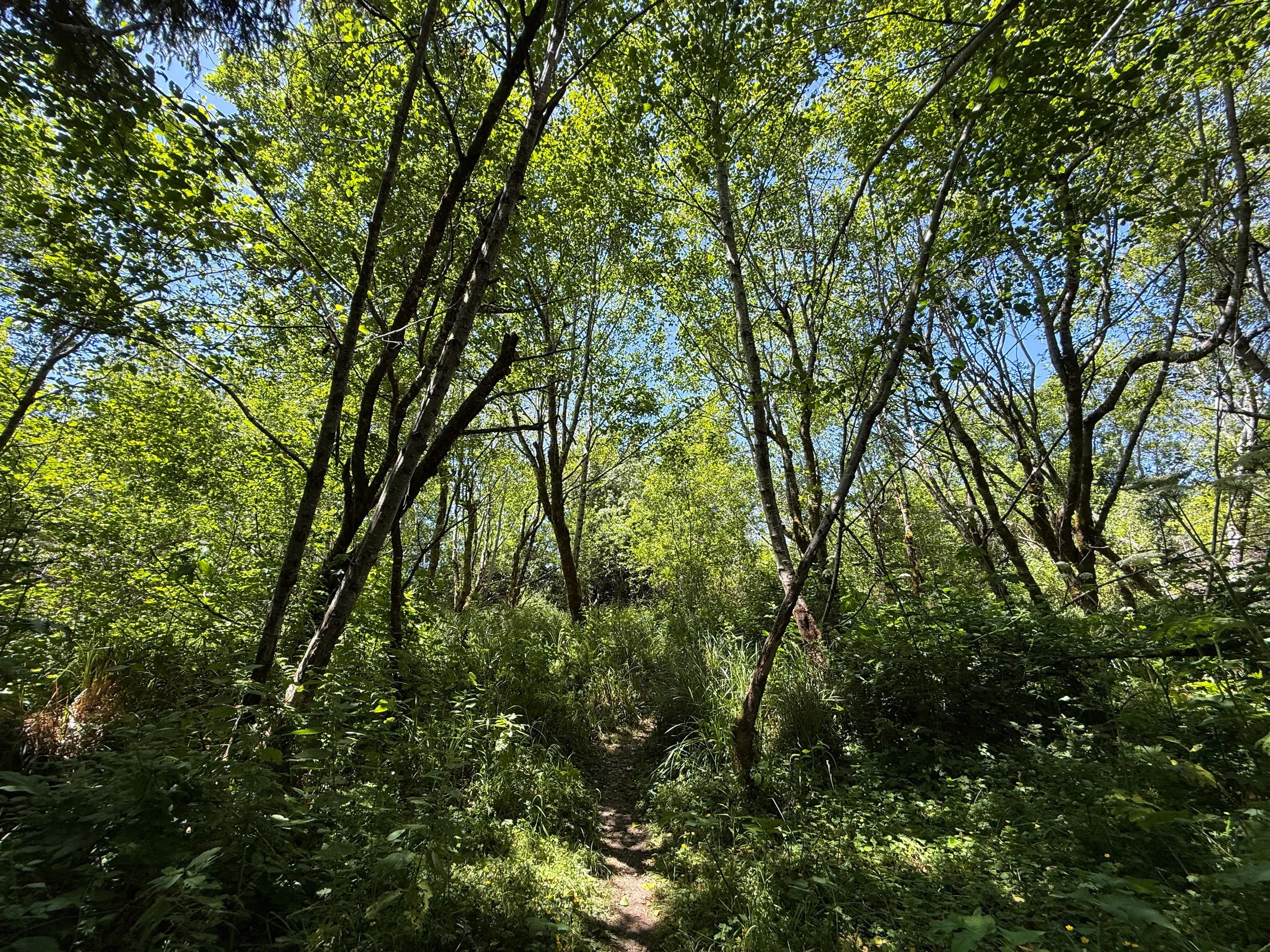 Ossagon Trail Prairie Creek Redwoods State Park California