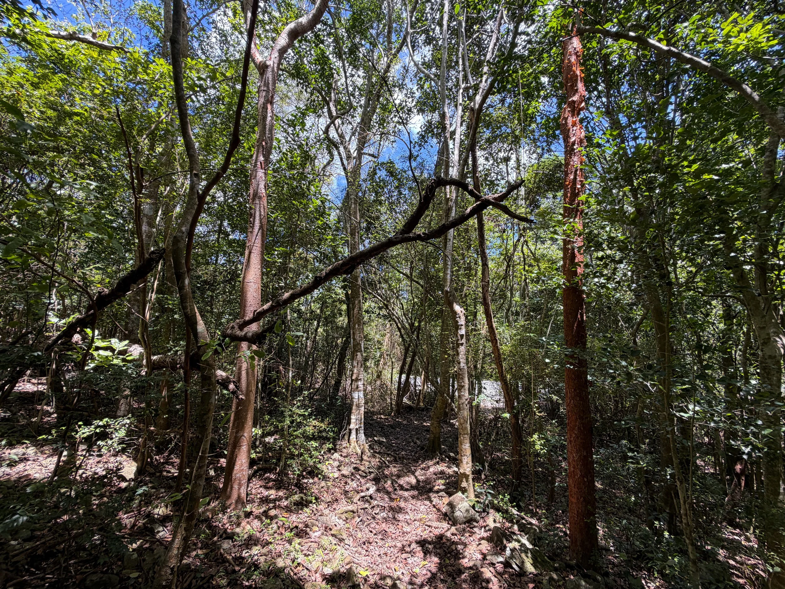 Caneel Hill Trail Virgin Islands National Park