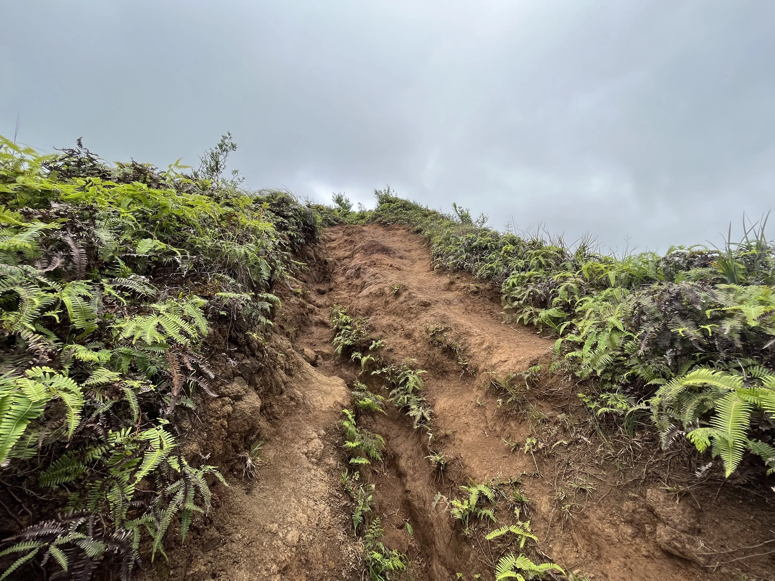 Hiking the Waʻahila Ridge Trail to Mt. Olympus (ʻAwaʻawaloa) on Oʻahu ...