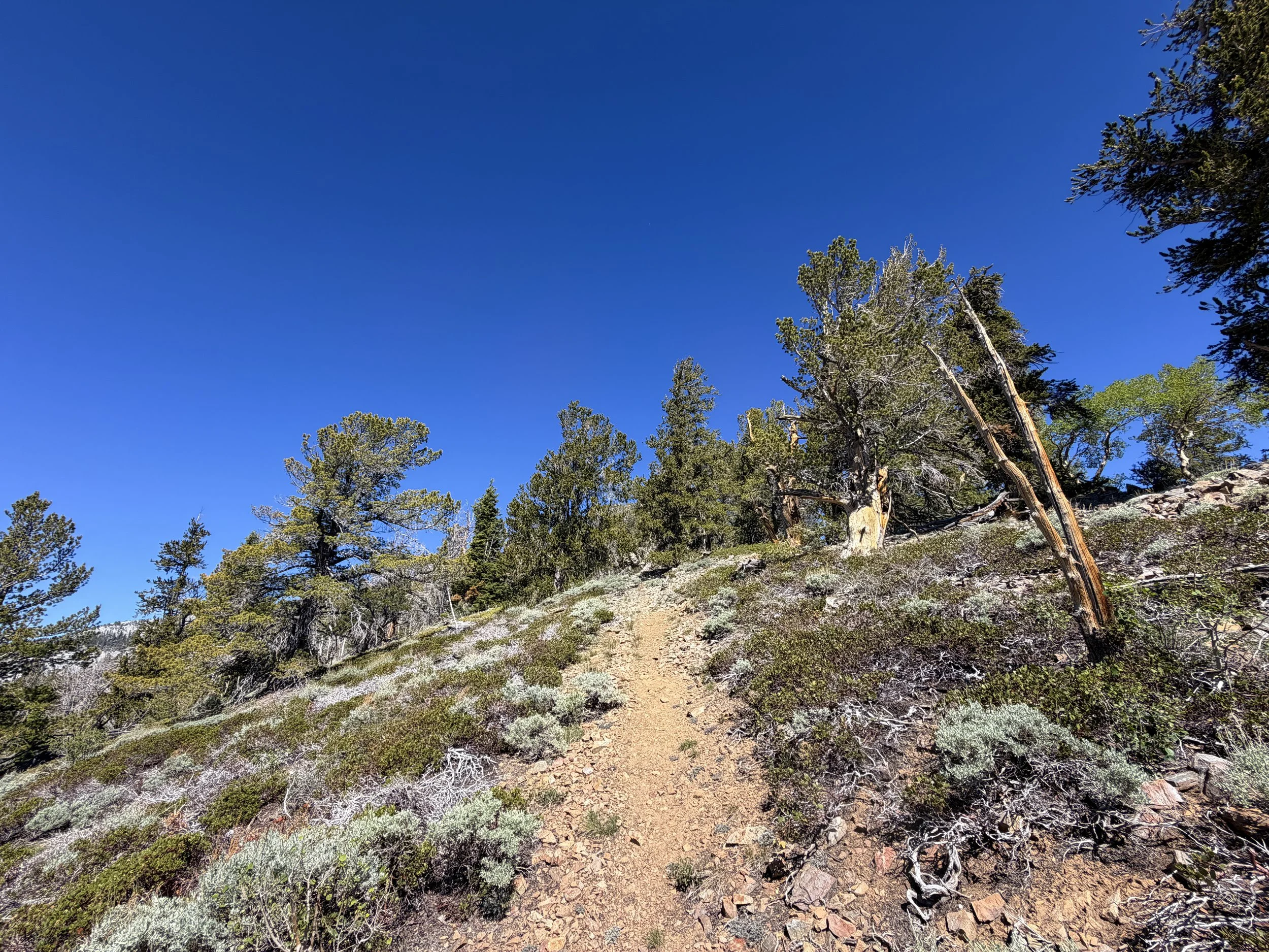 Snake Divide Hike Great Basin National Park Nevada