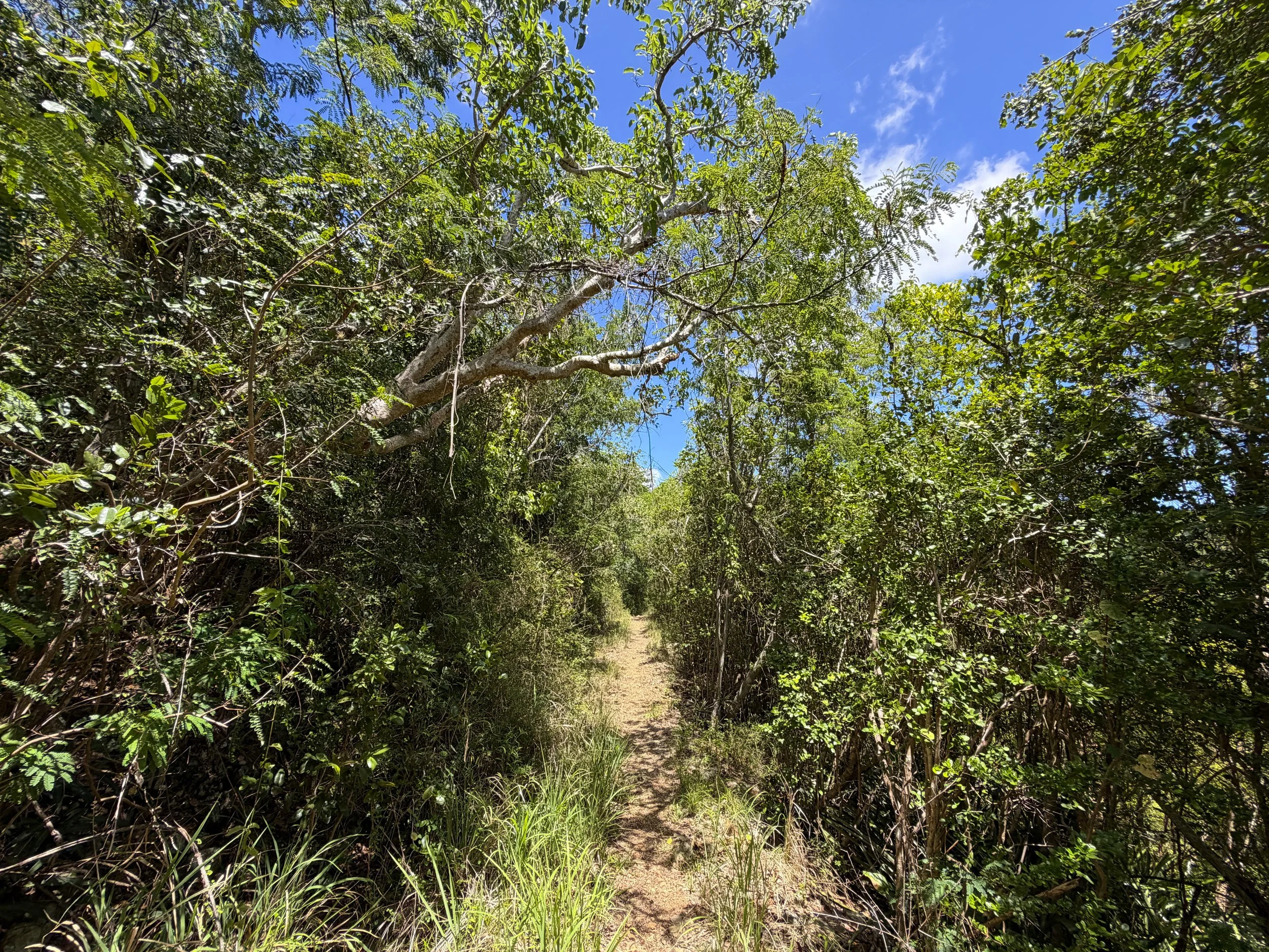 L'Esperance Trail to Reef Bay Virgin Islands National Park