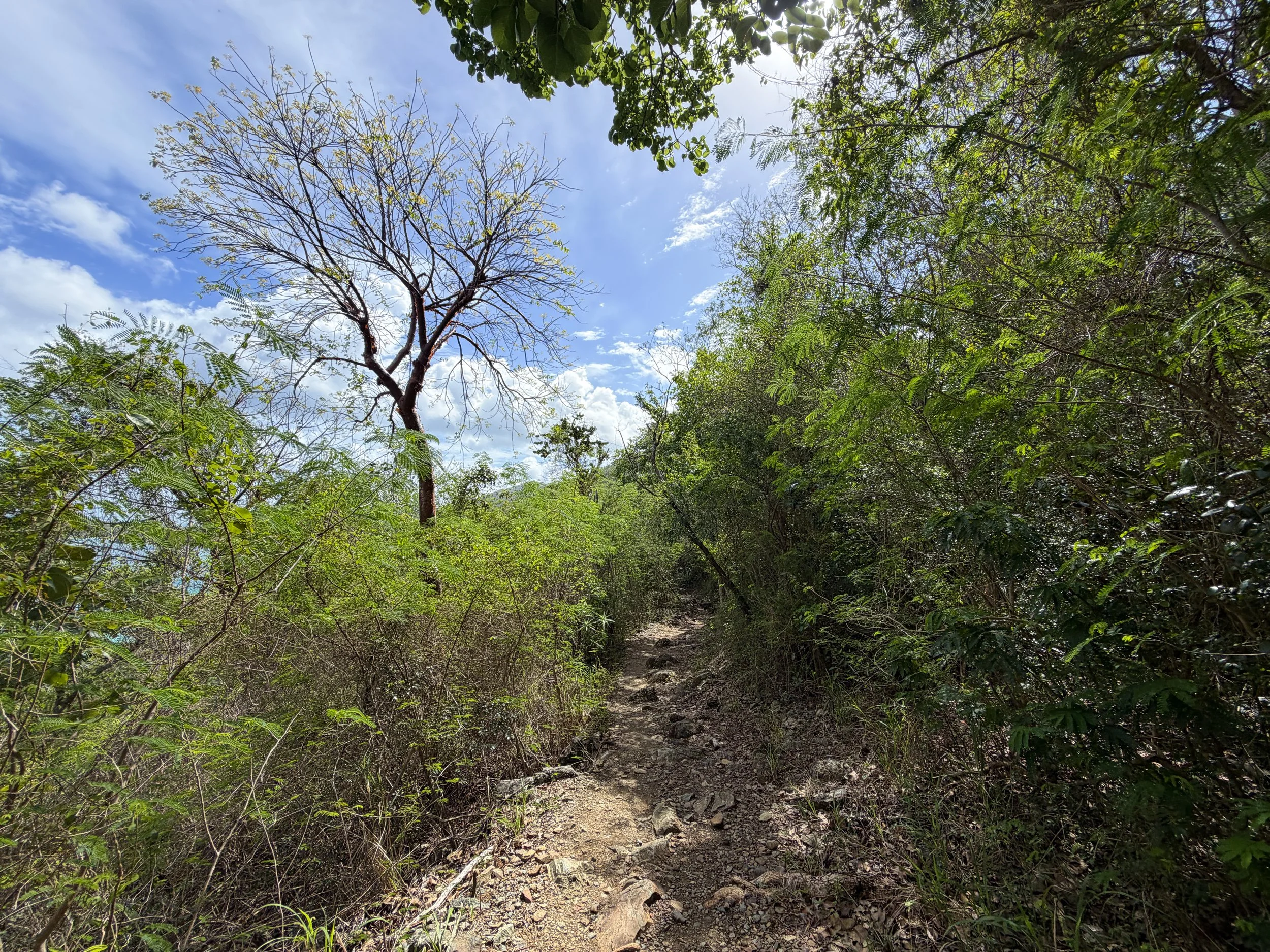 Lower Lind Point Trail Virgin Islands National Park