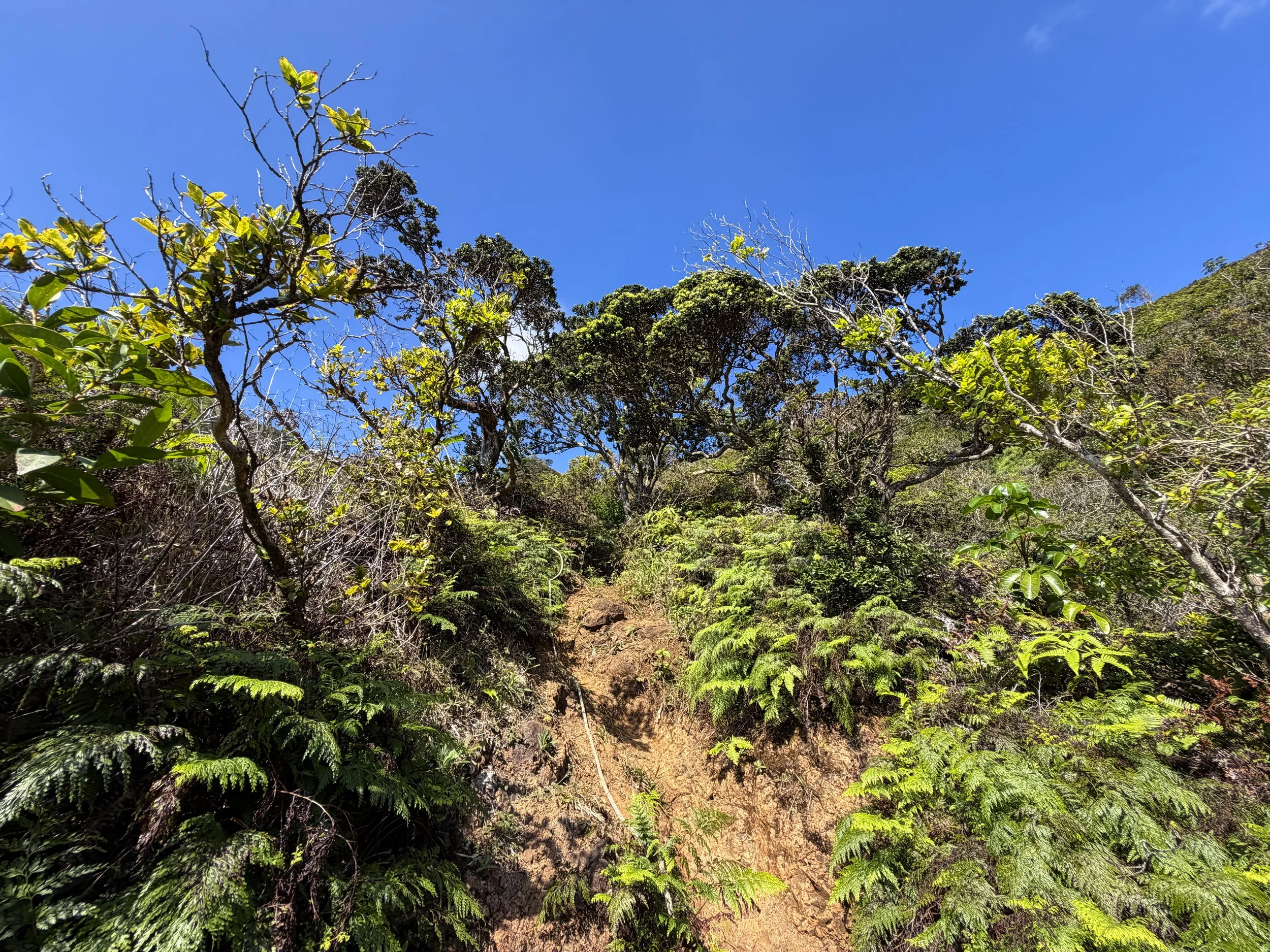 Kulanaahane Trail Ropes Oahu Hawaii