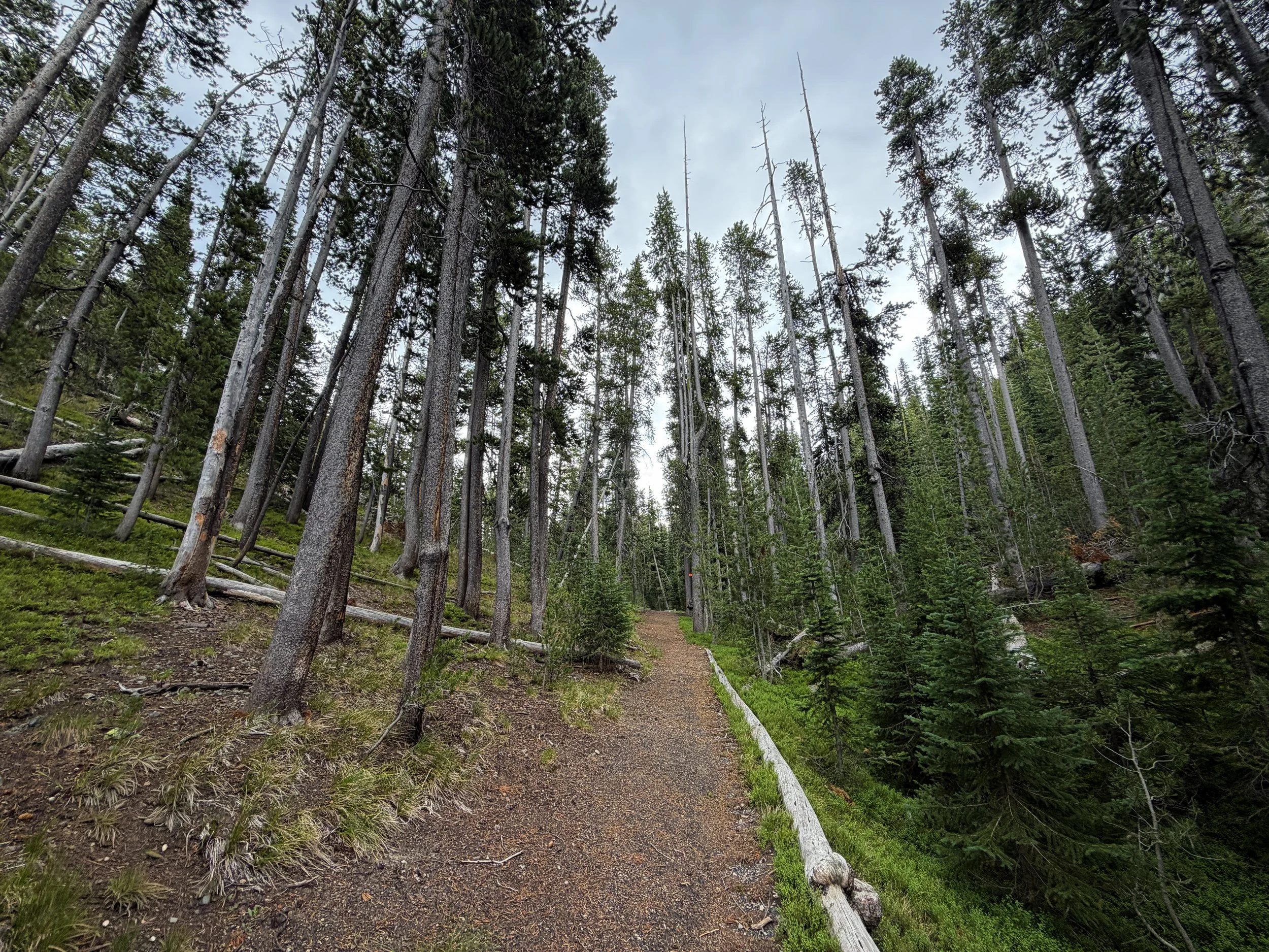 Divide Mountain Trail Yellowstone National Park Wyoming