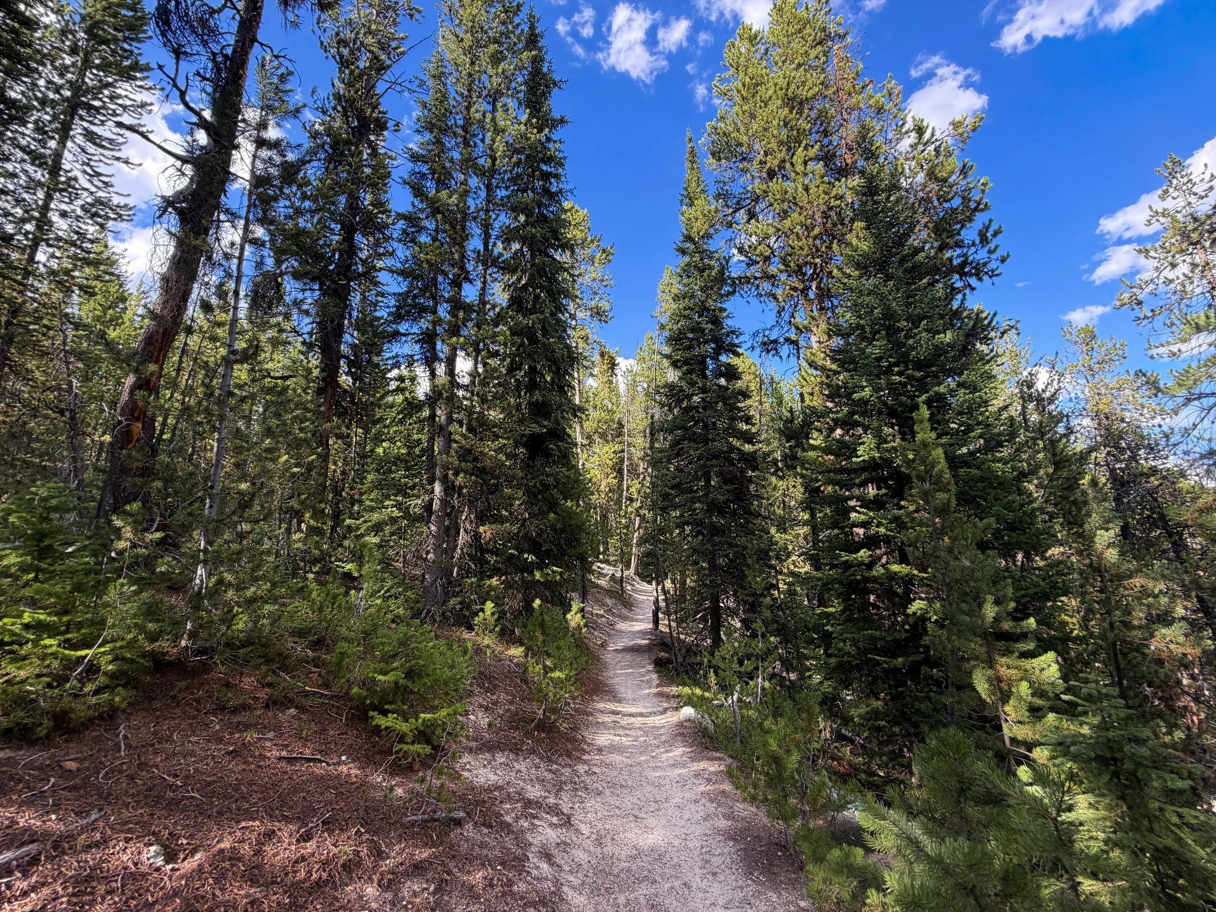 North Rim Trail Yellowstone National Park Wyoming