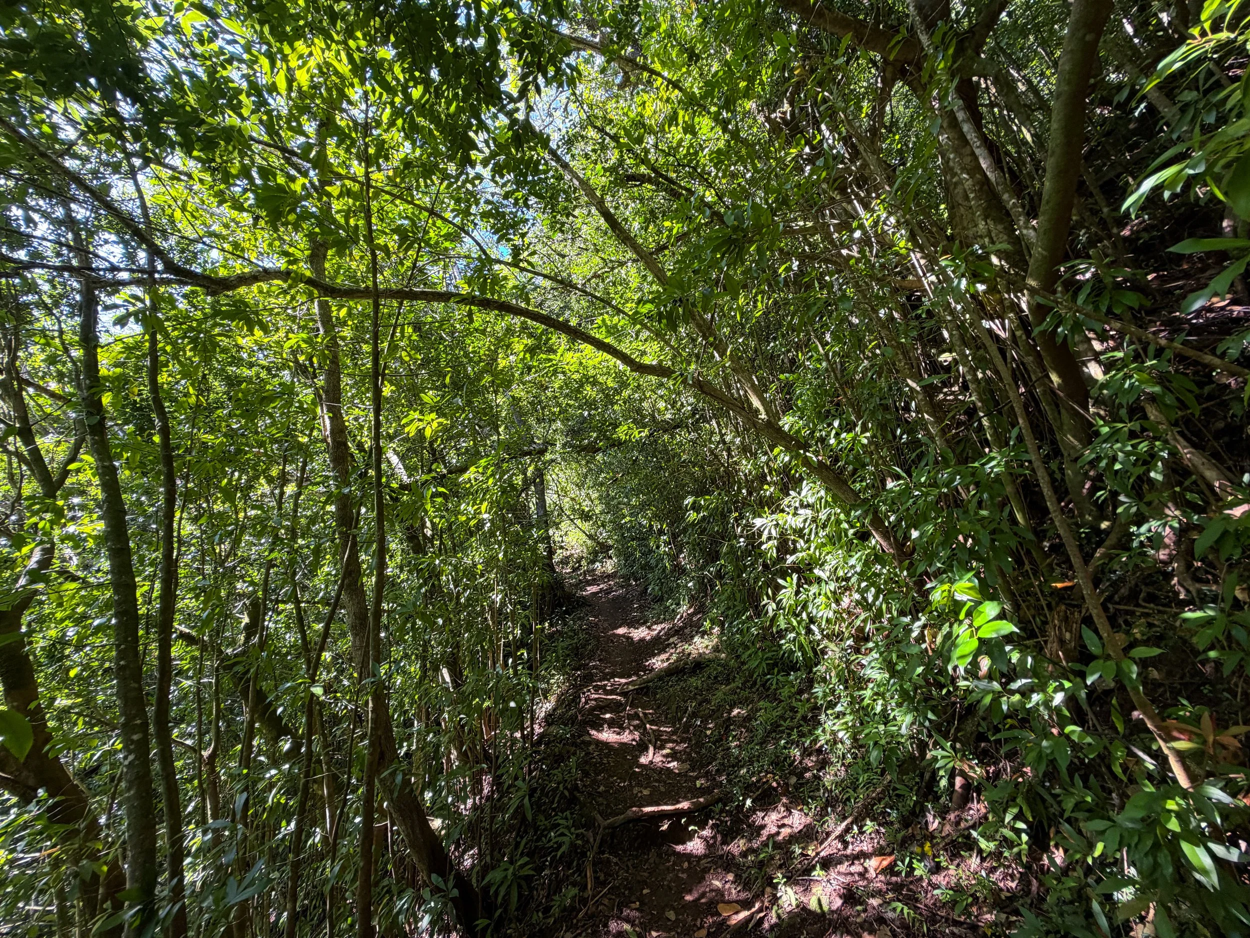 Aihualama Trail Oahu Hawaii