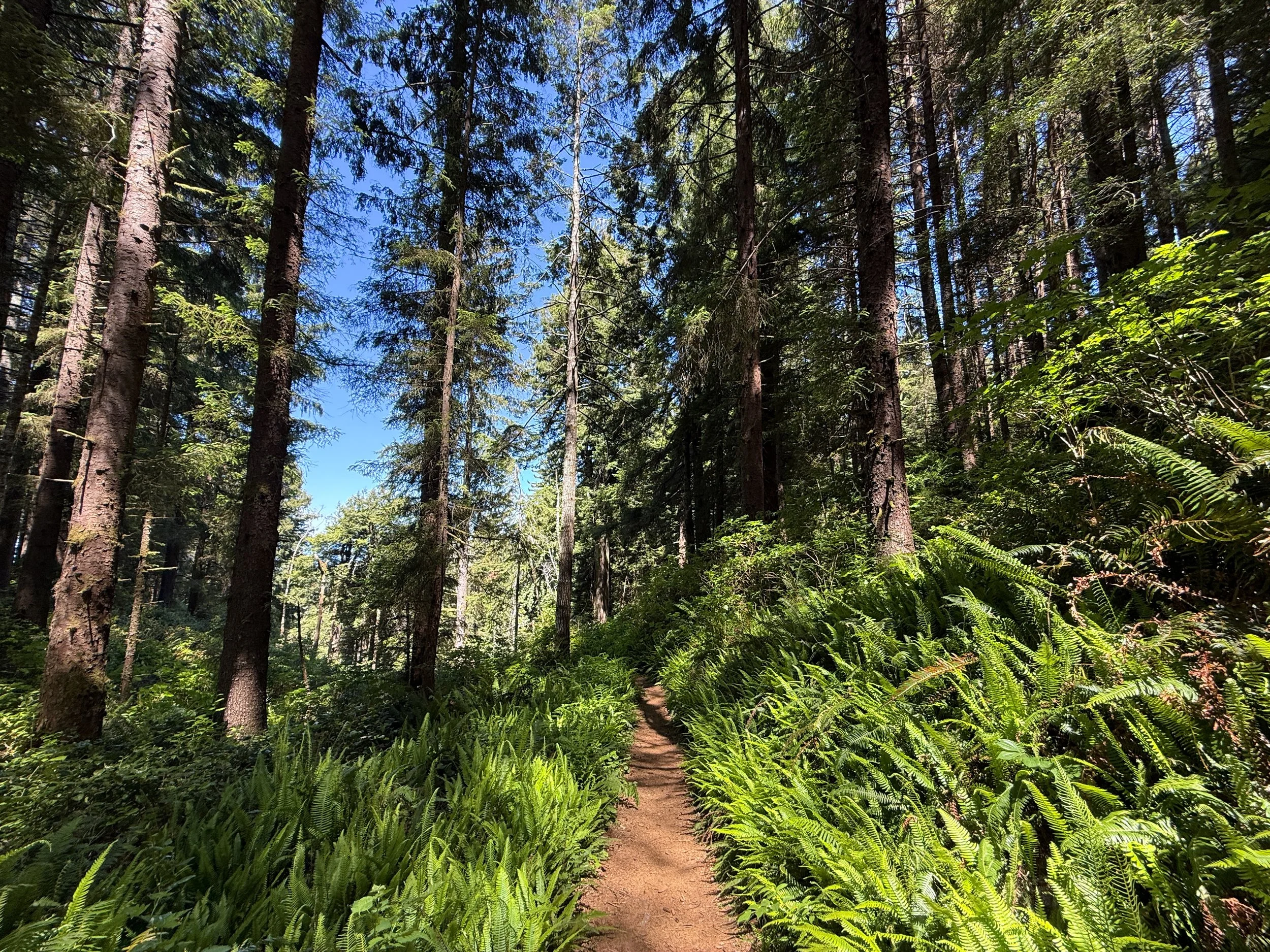Ossagon Trail Prairie Creek Redwoods State Park California