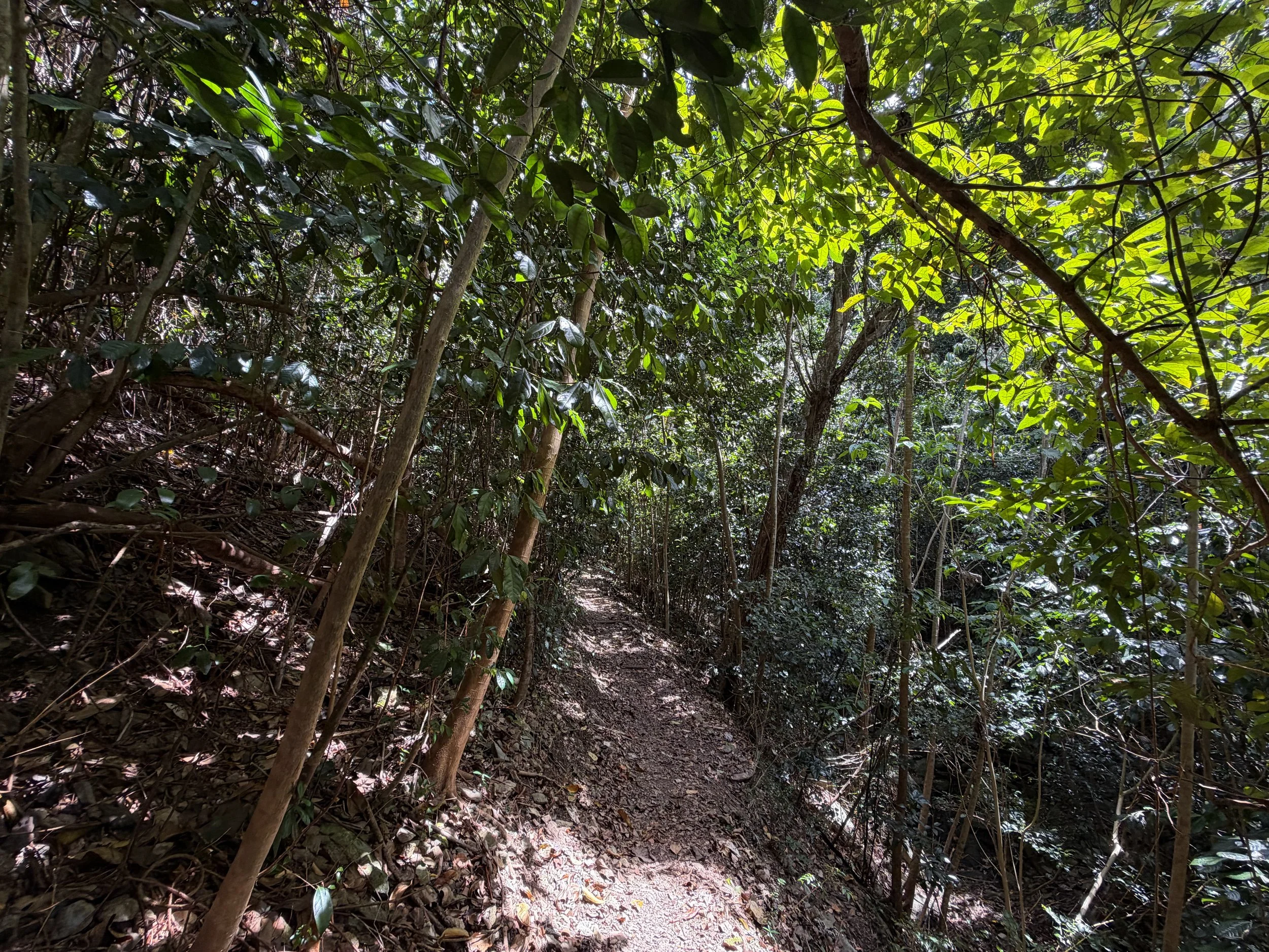 Cinnamon Bay Hike Virgin Islands National Park