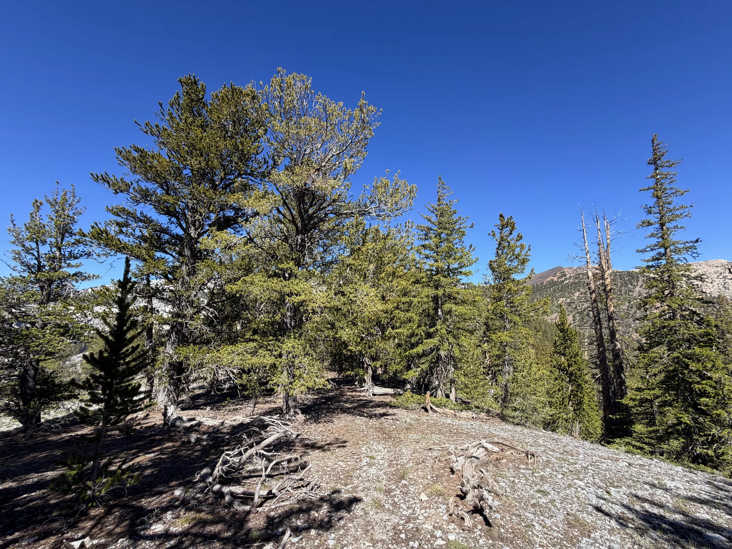 Snake Divide Trail to Magic Bristlecone Grove Great Basin National Park Nevada