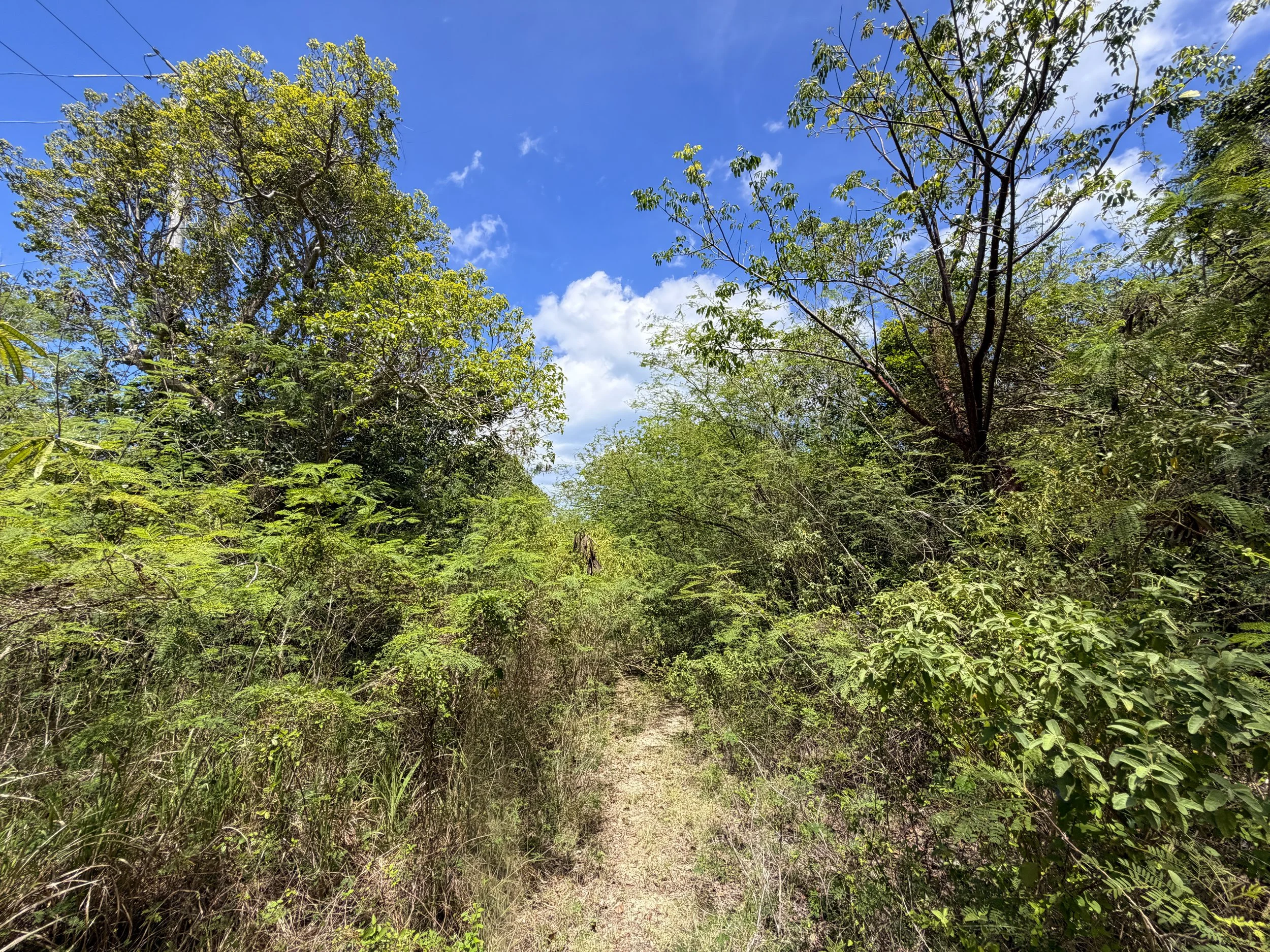Water Catchment Trail Virgin Islands National Park