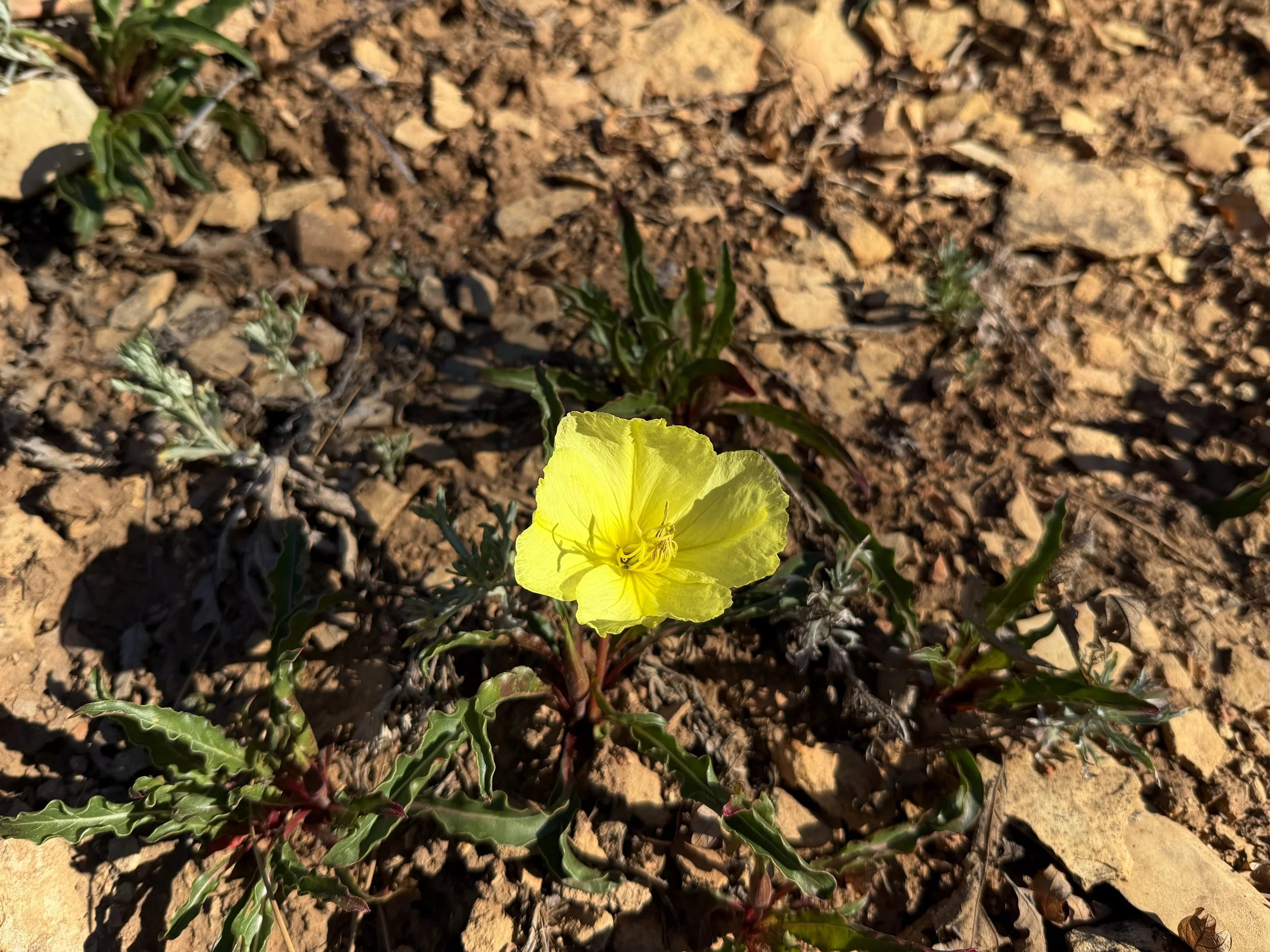 Longstem Evening-Primrose Oenothera longissima