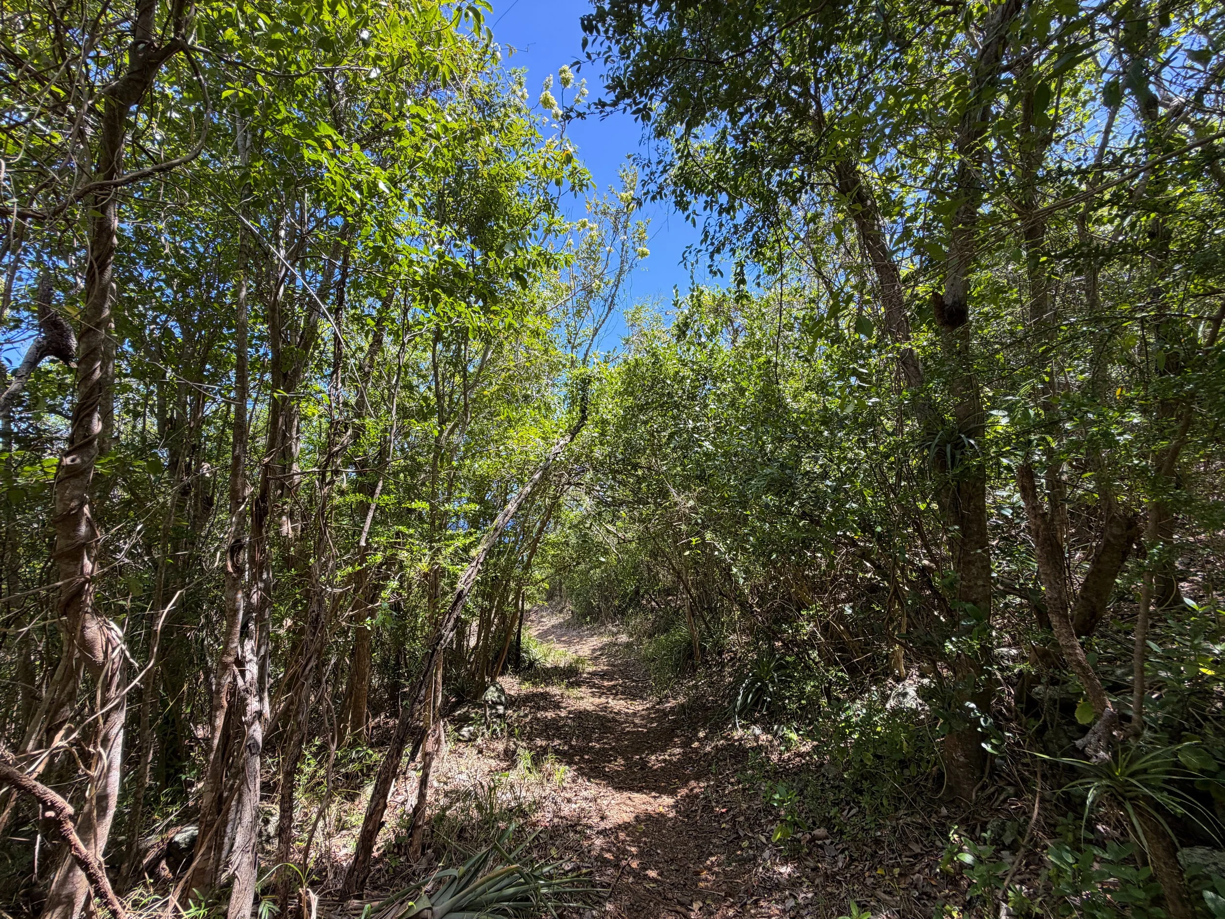L'Esperance Trail to Genti Bay Virgin Islands National Park