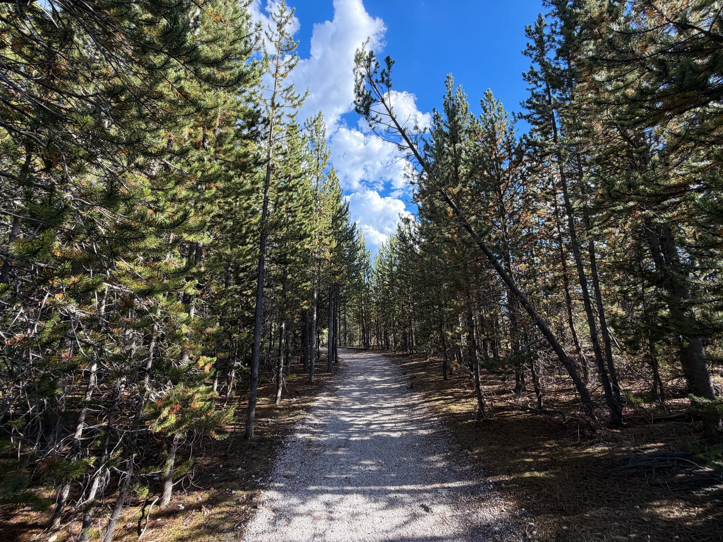 Artemisia Trail Yellowstone National Park Wyoming
