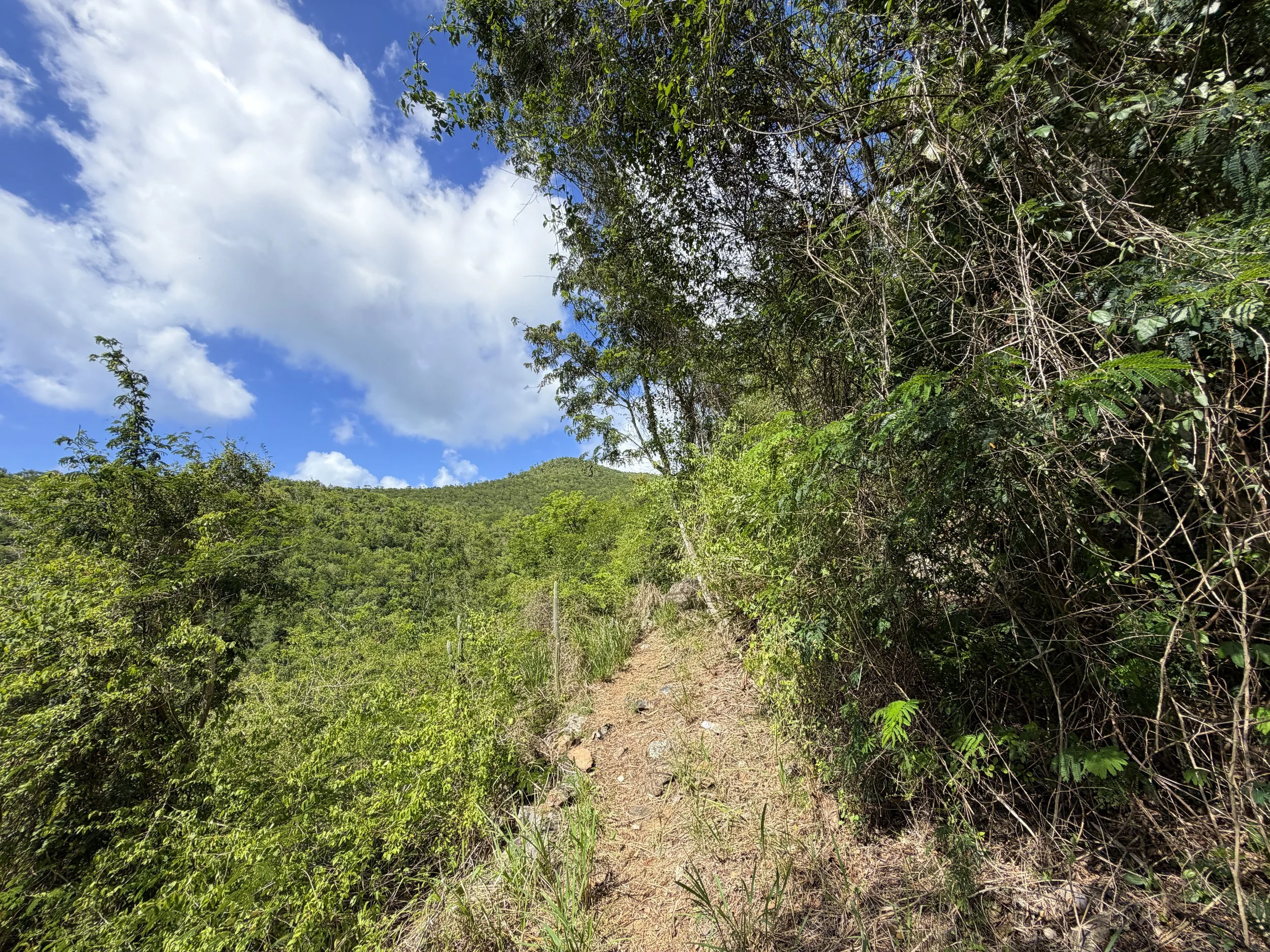 Great Sieben Trail Virgin Islands National Park