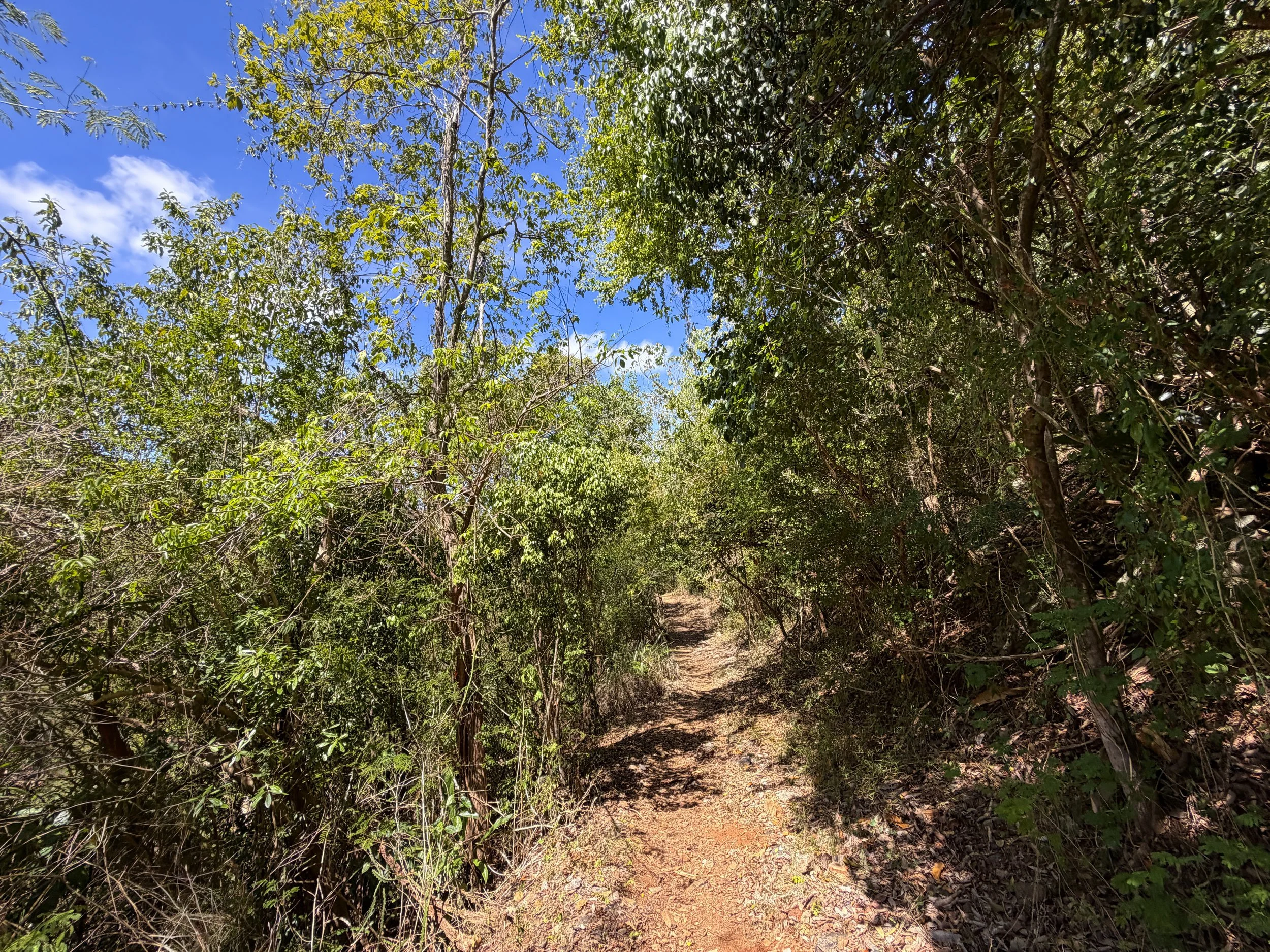 Lameshur Bay Trail to Petroglyph Trail Virgin Islands National Park