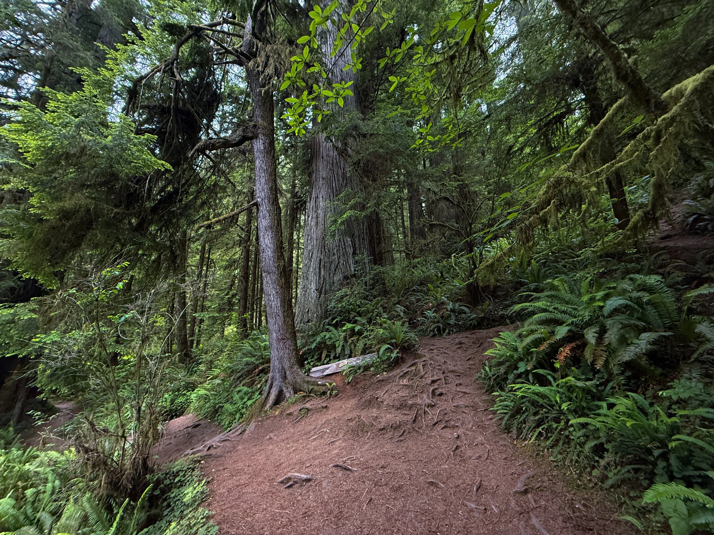 Boy Scout Tree Trail Jedediah Smith Redwoods State Park California