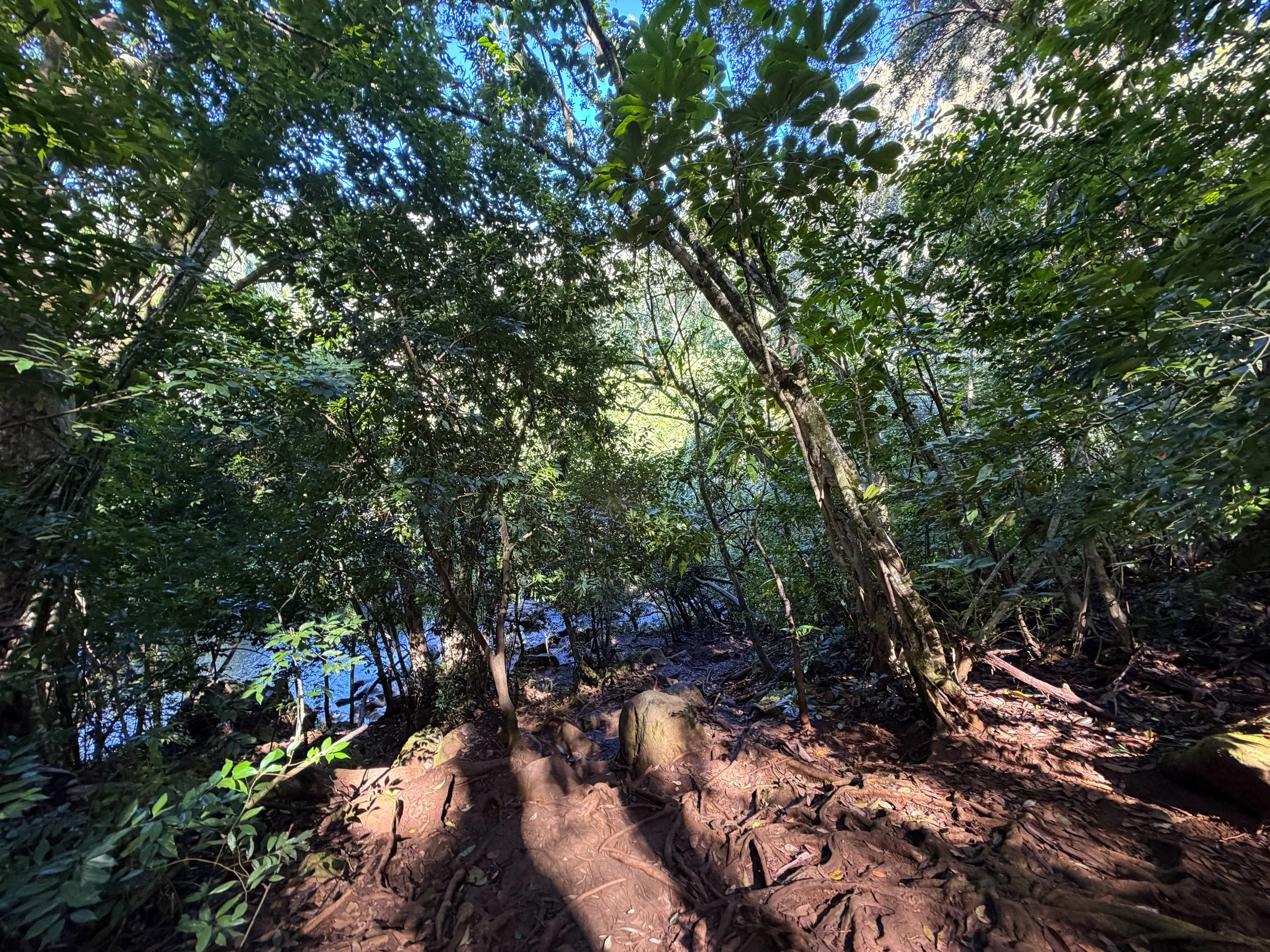 Jackass Ginger Pool Trail Oahu Hawaii