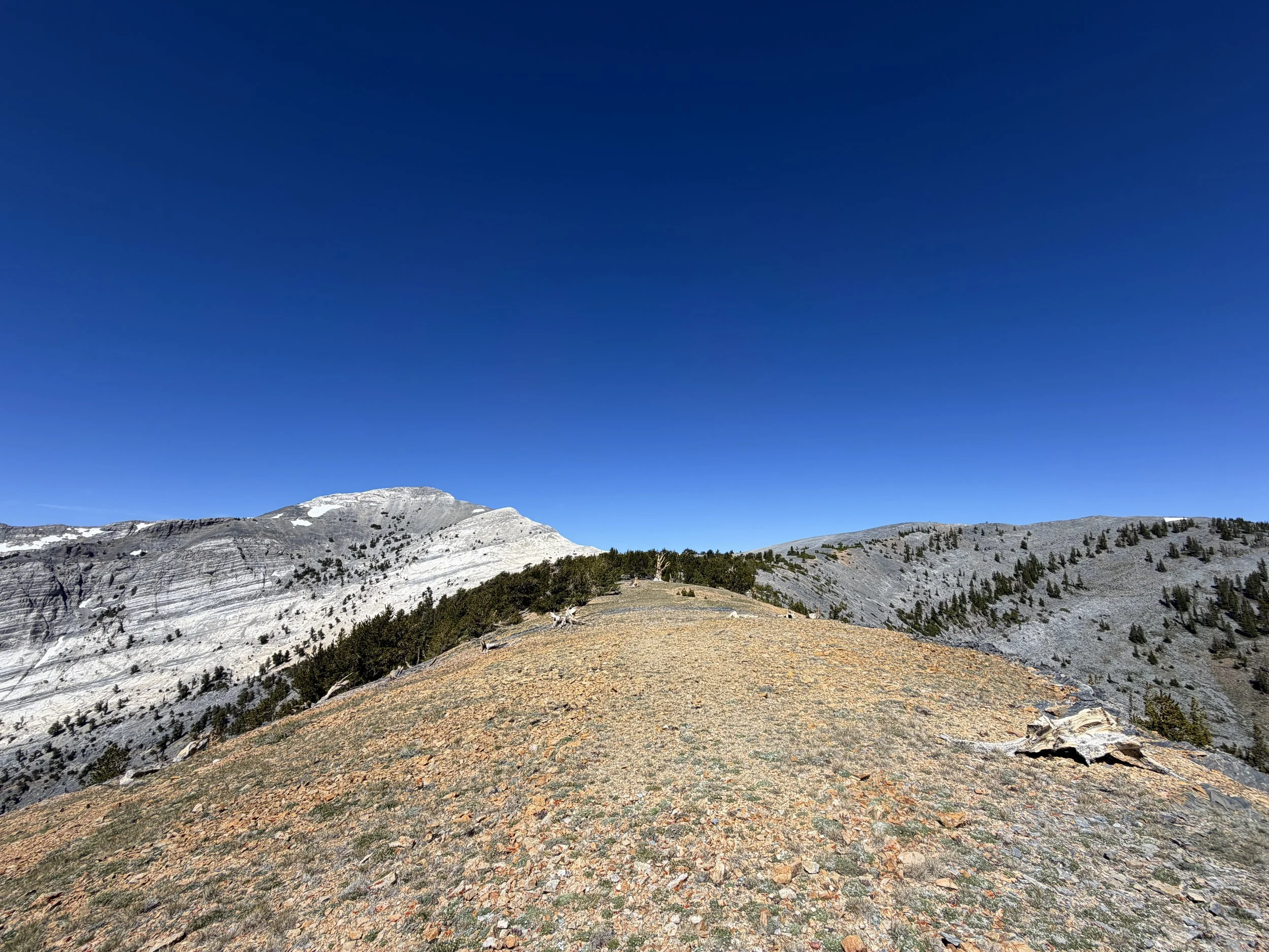Magic Grove Snake Divide Trail Great Basin National Park Nevada
