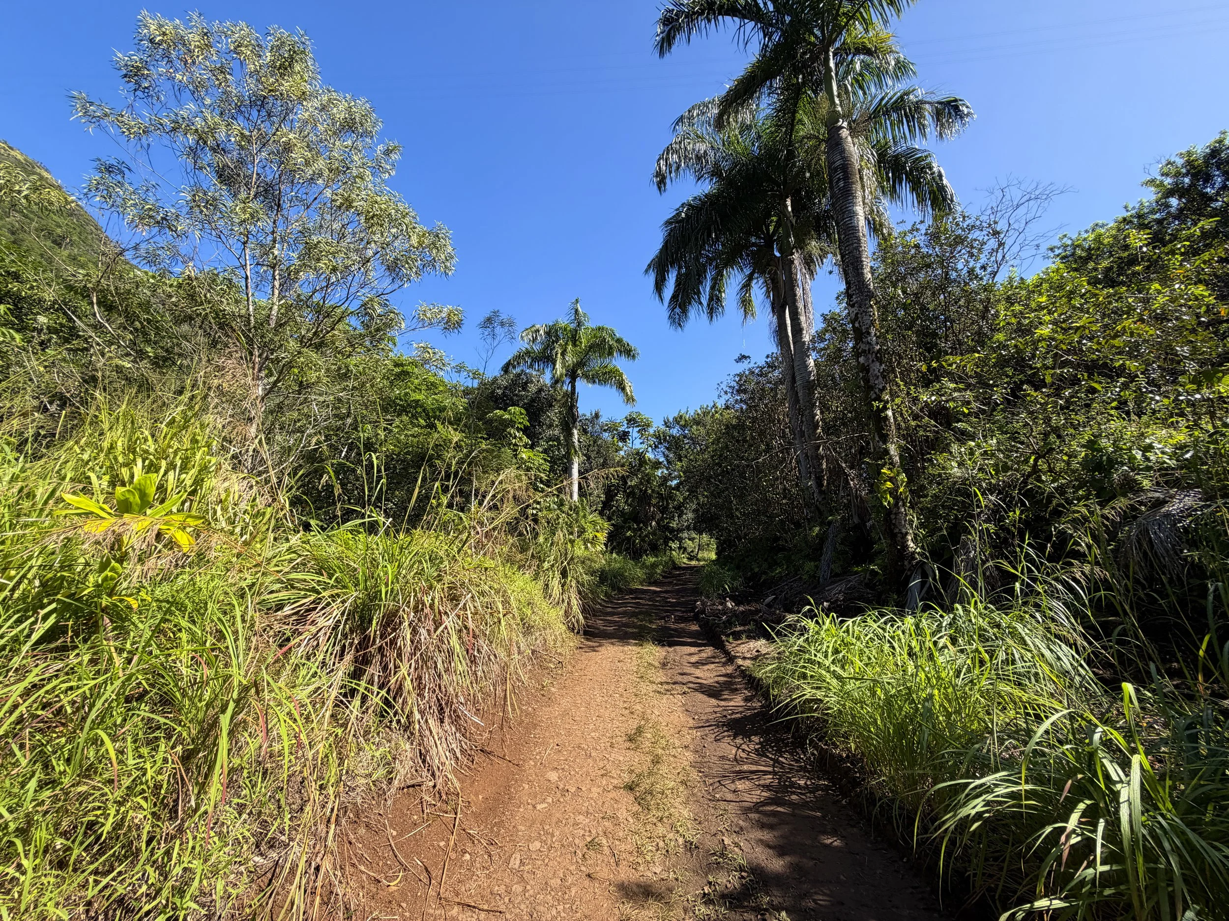 Tripler Ridge Trail via Moanalua Valley Trail Oahu Hawaii
