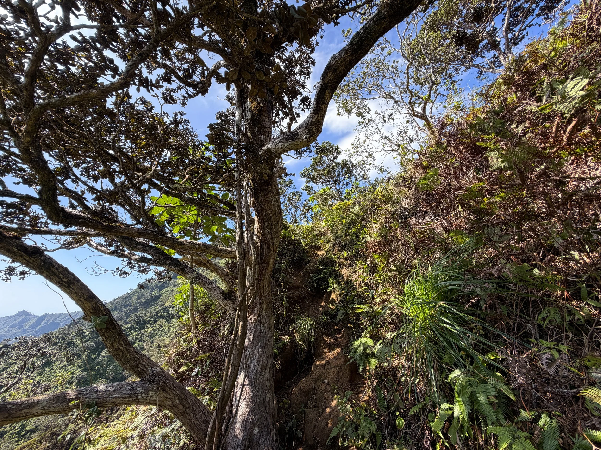 Kulanaahane Trail to Moanalua Saddle Oahu Hawaii