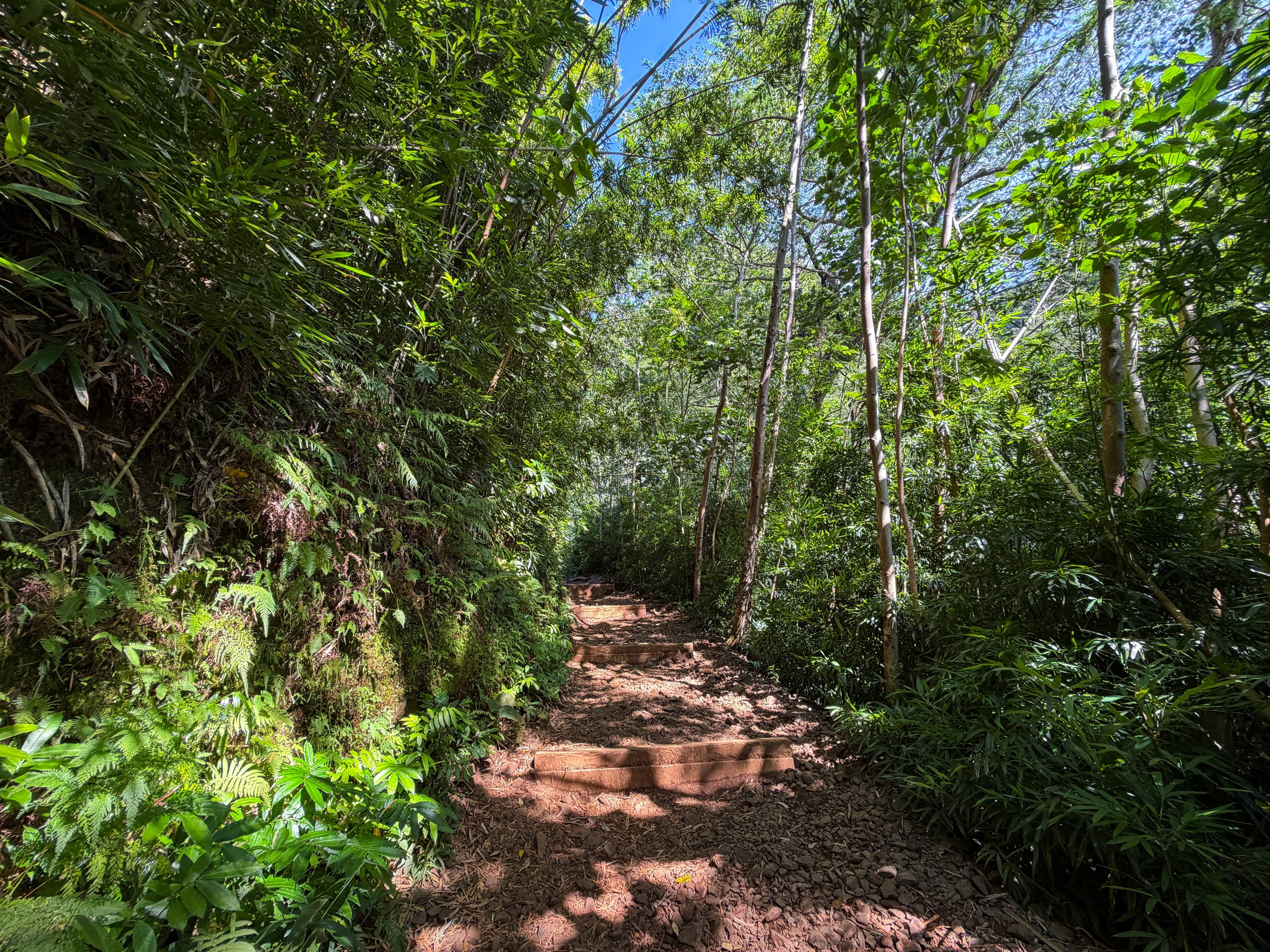 Manoa Falls Trail Oahu Hawaii