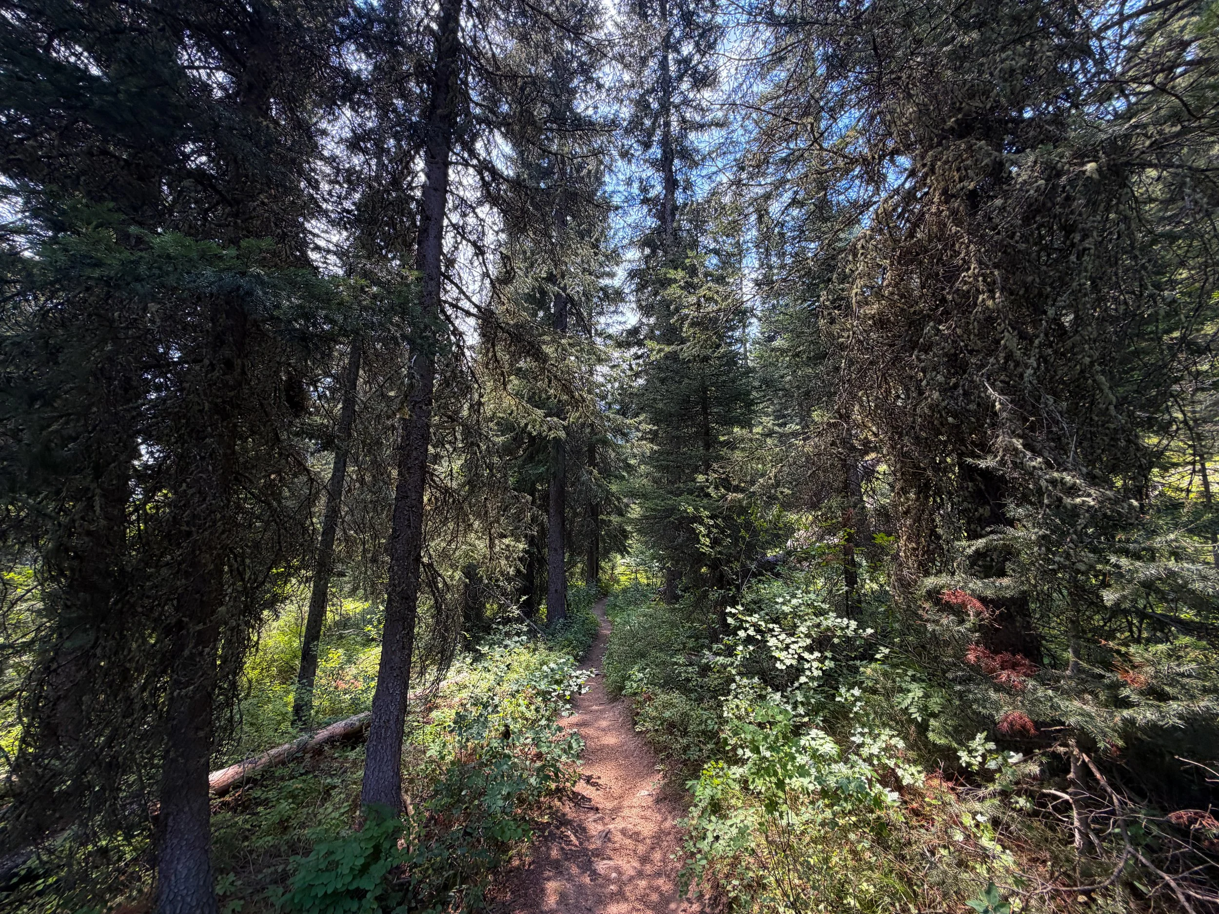 Phelps Lake Loop Trail Grand Teton National Park Wyoming
