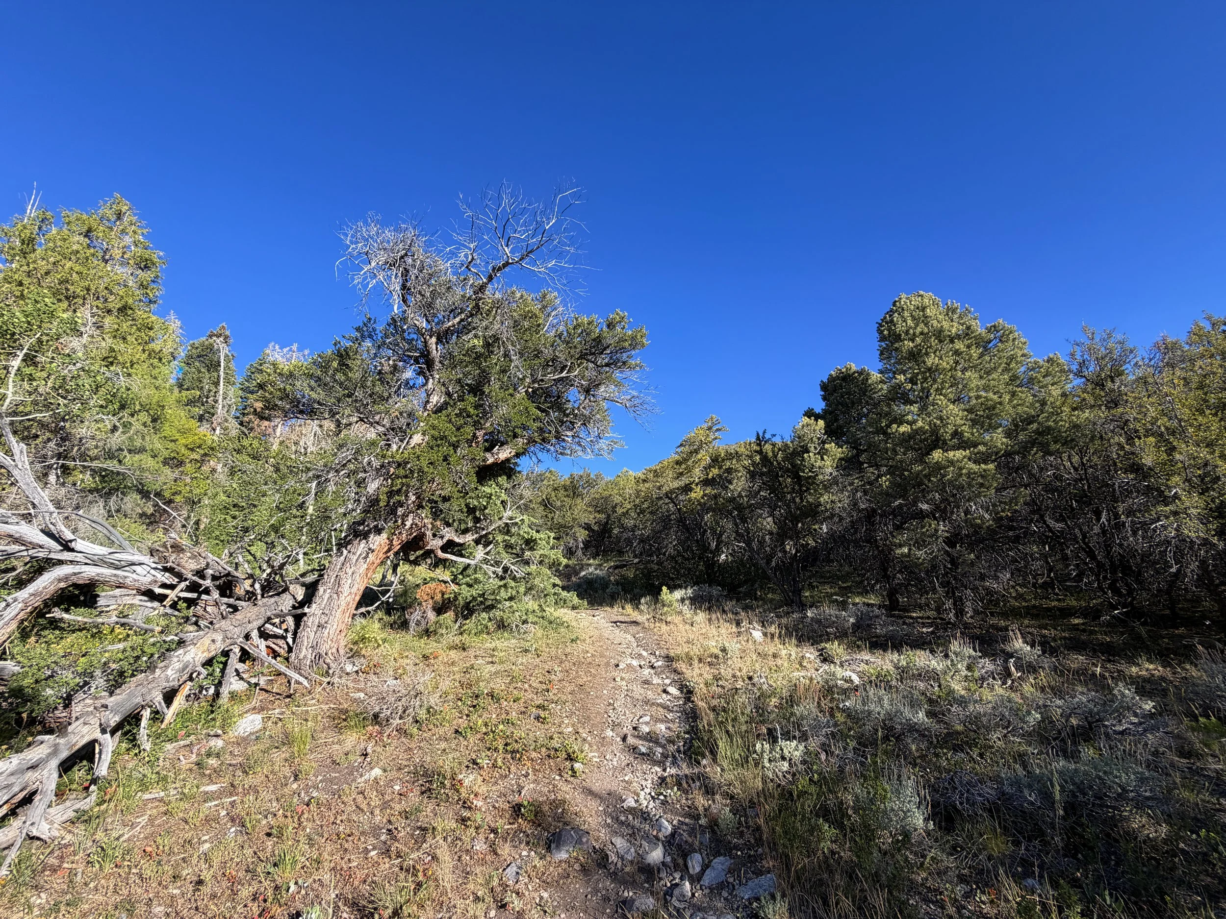 Lehman Creek Hike Great Basin National Park Nevada