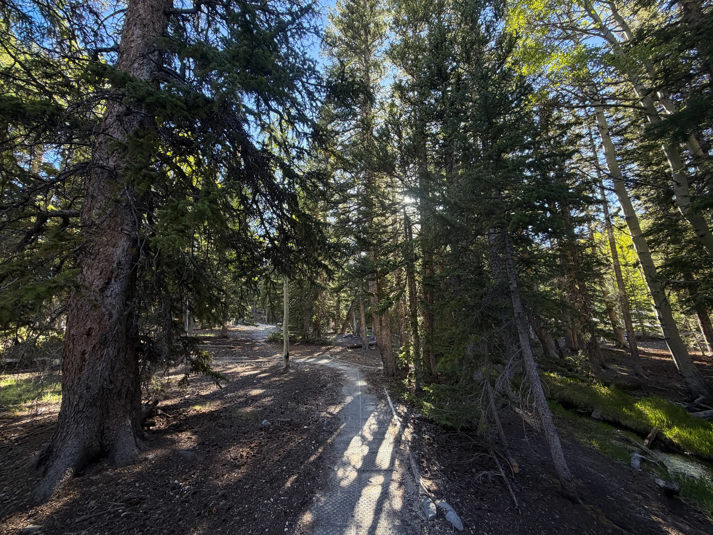Island Forest Loop Trail Great Basin National Park Nevada