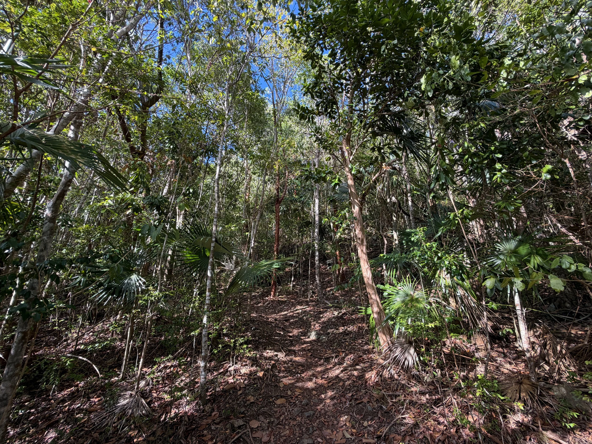 America Hill Trail via Cinnamon Bay Virgin Islands National Park