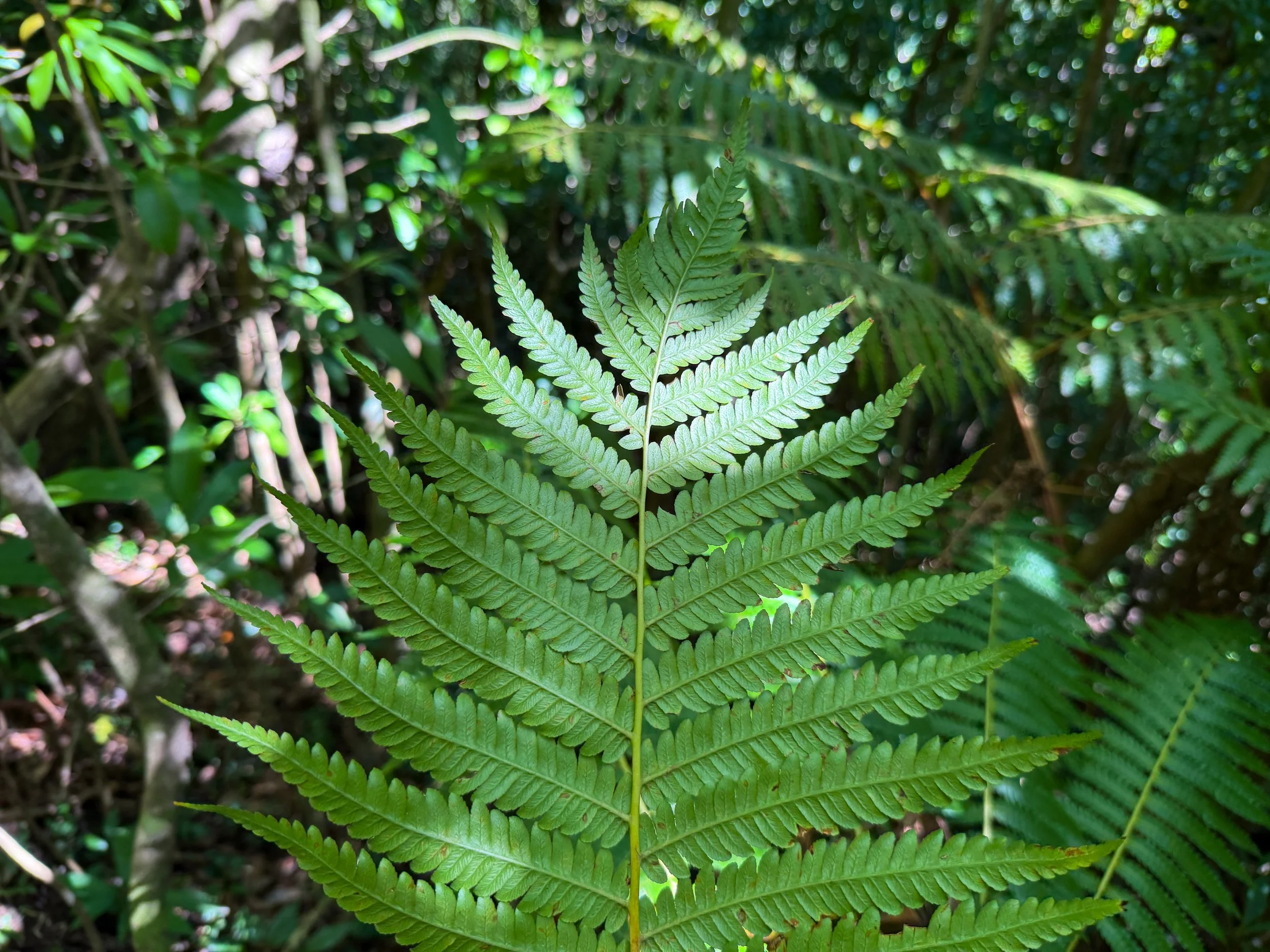 Hapuu Cibotium chamissoi