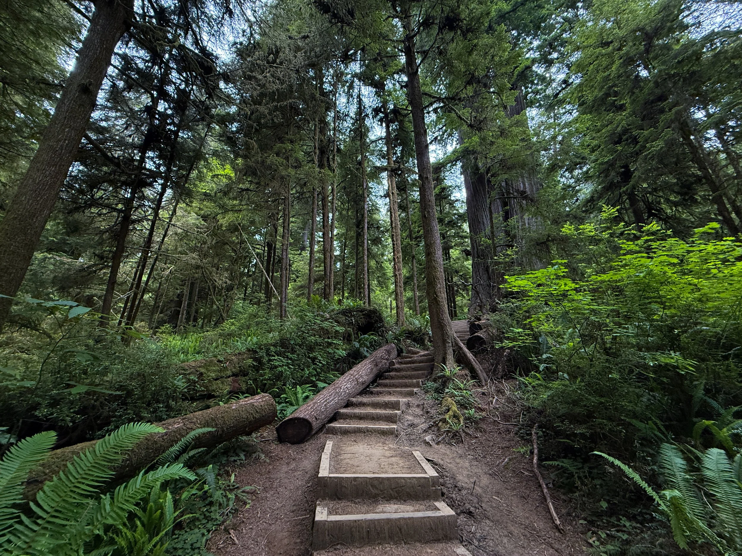 Boy Scout Tree Hike Jedediah Smith Redwoods State Park California