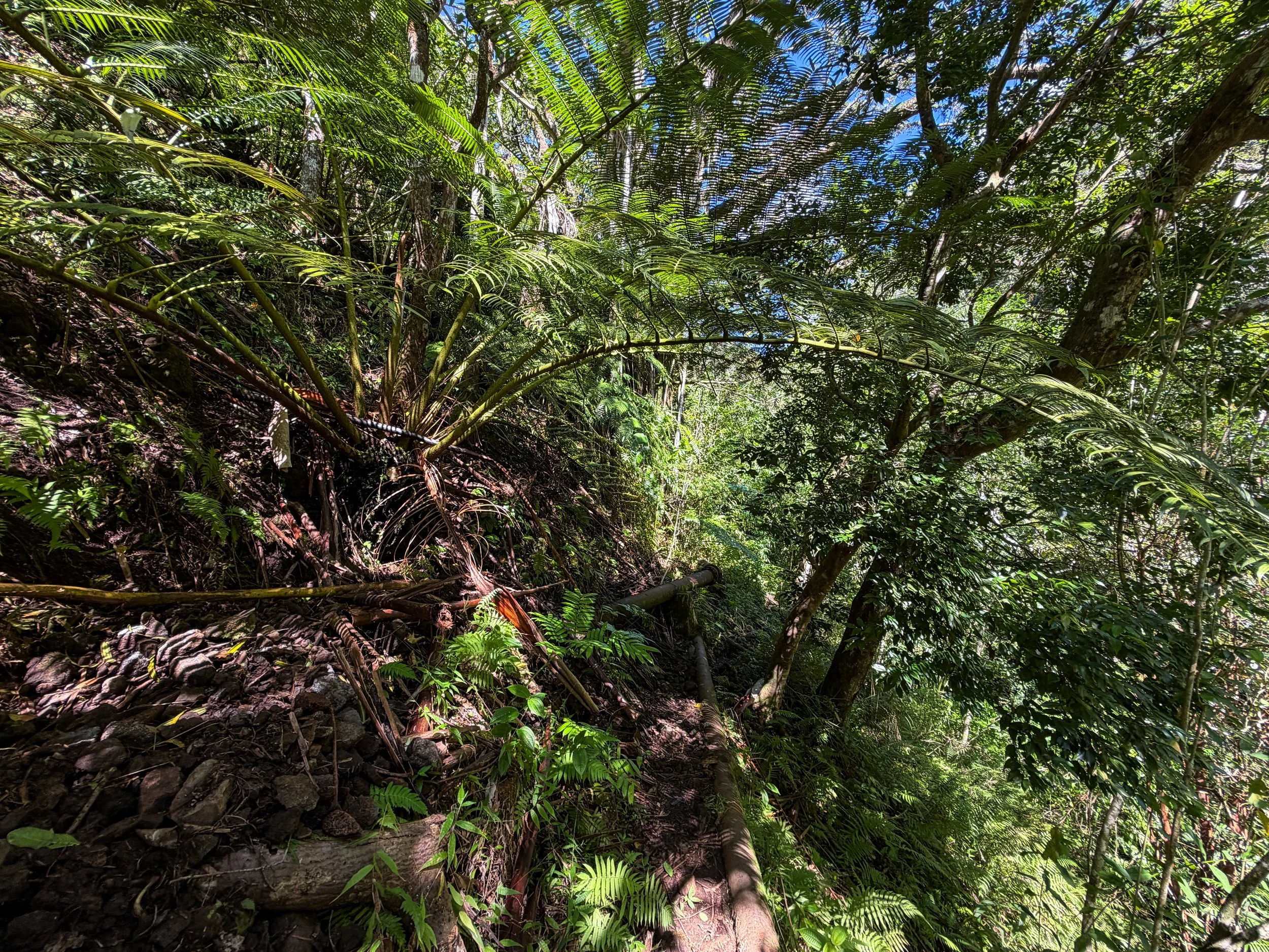 Kaau Crater Hike Oahu Hawaii
