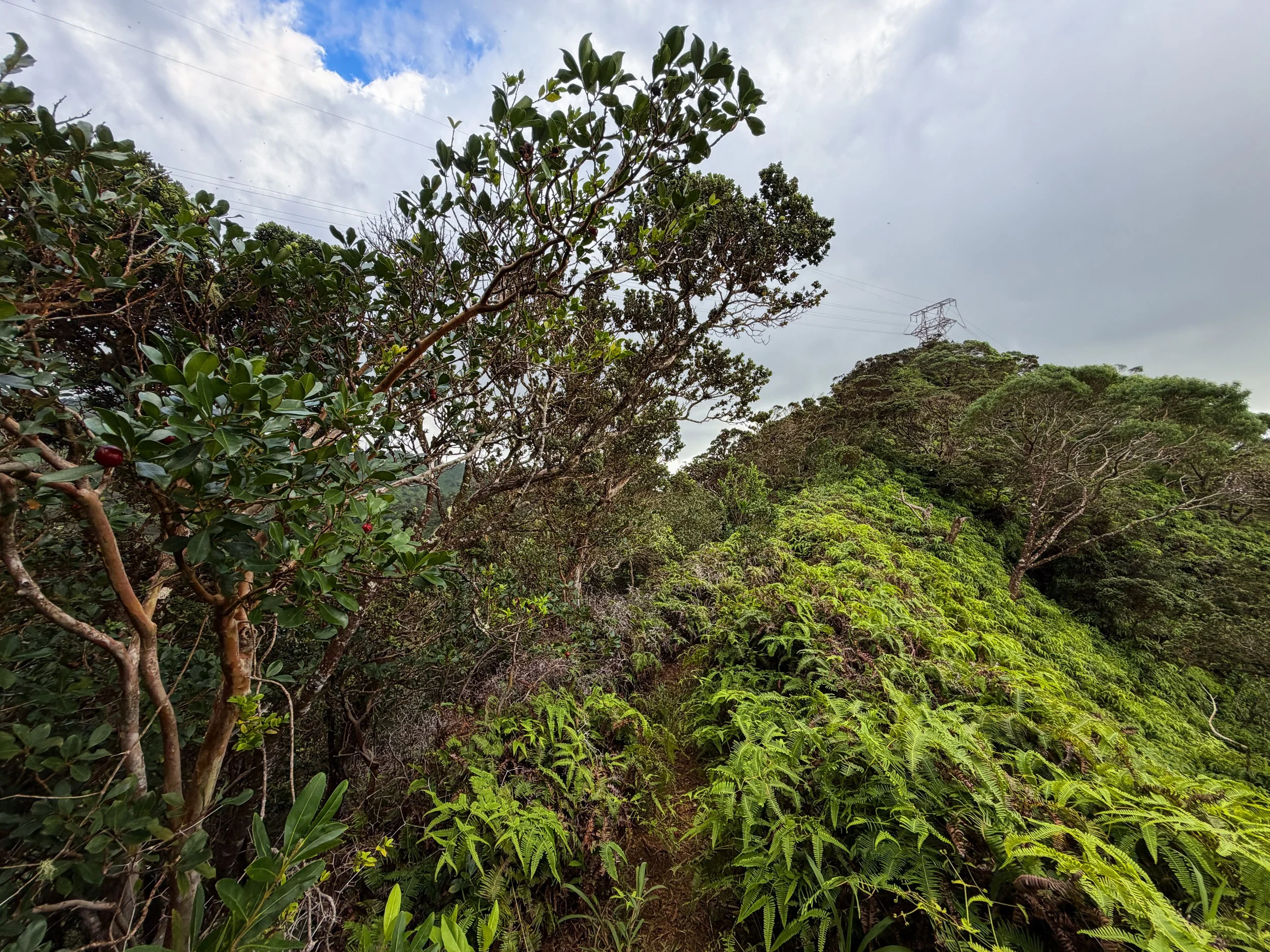 Kaau Crater Loop Hike Oahu Hawaii