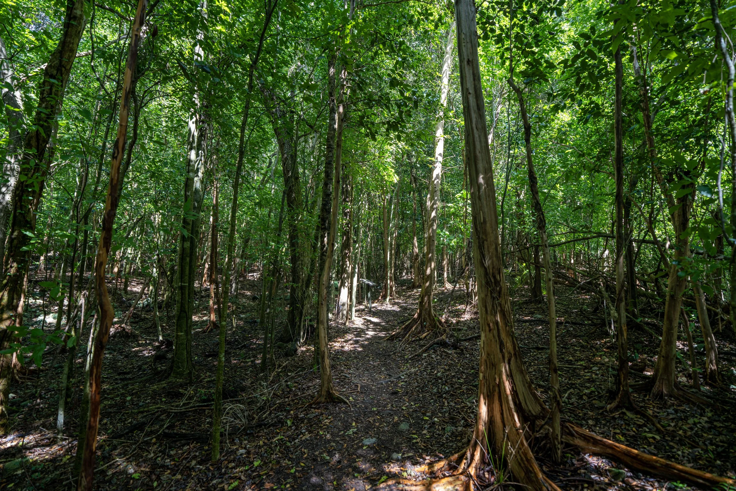 Cinnamon Bay Loop Trail Virgin Islands National Park