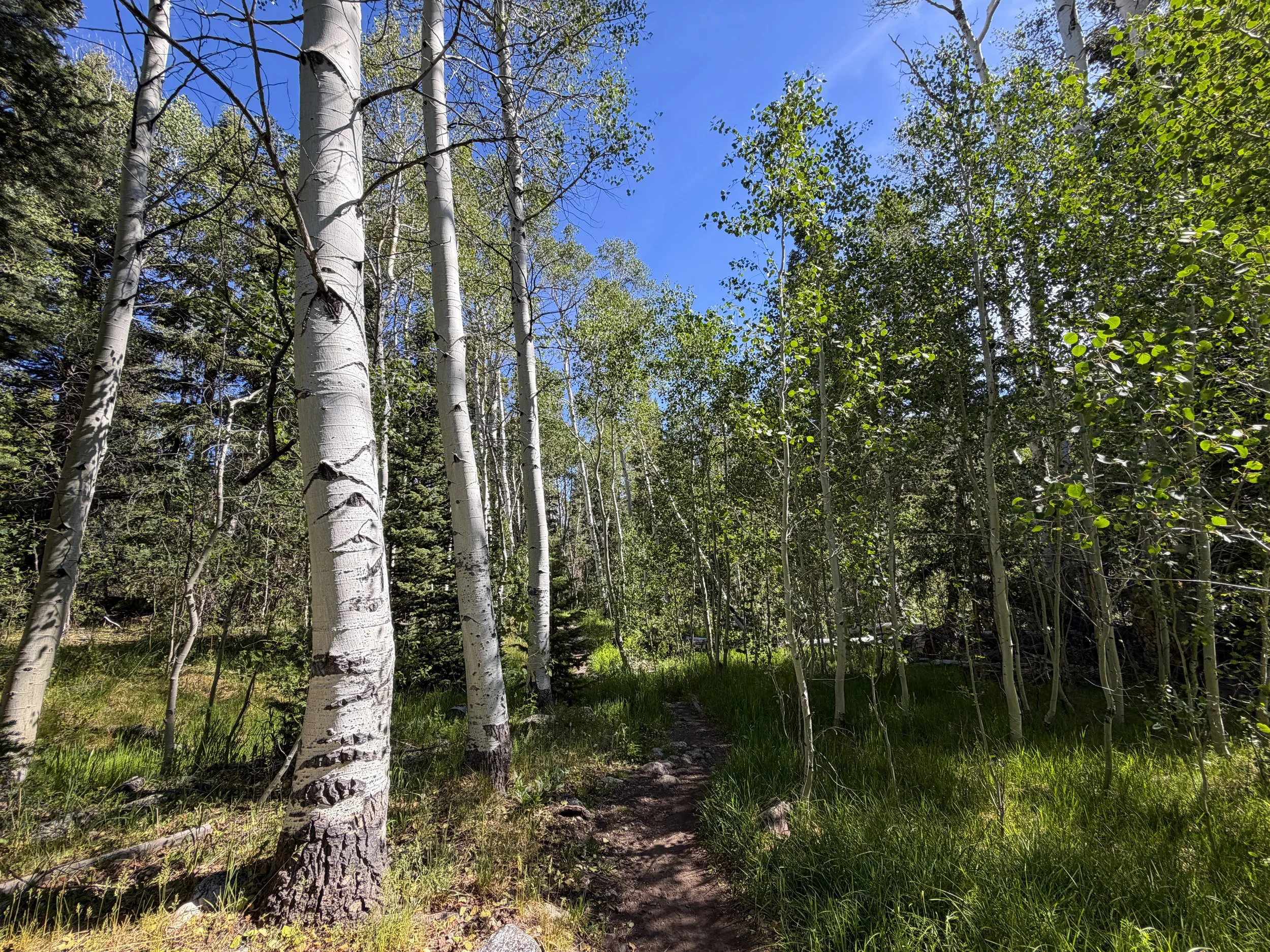 Pole Canyon Trail Great Basin National Park Nevada