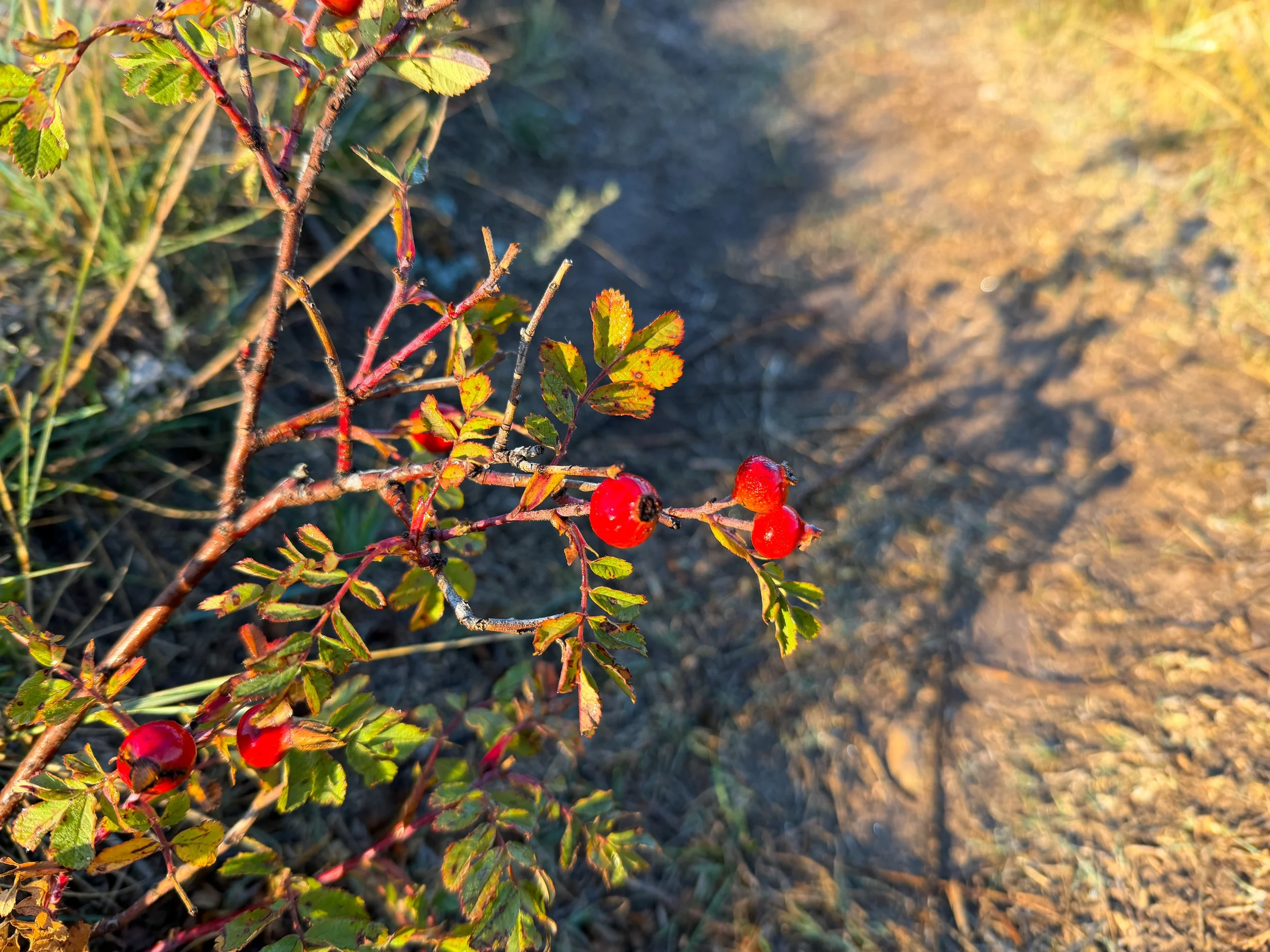 Prairie Rose Rosa arkansana