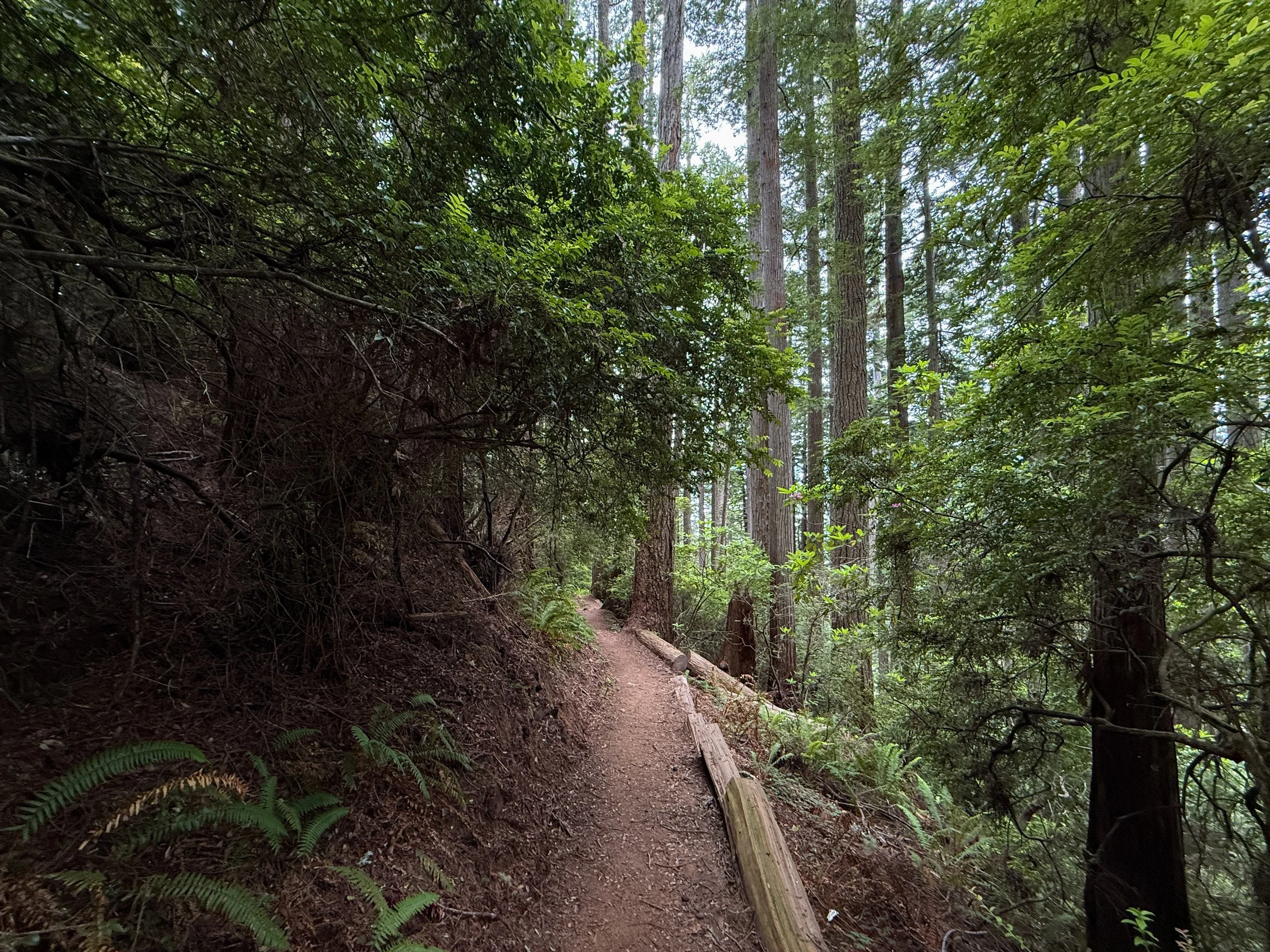 Damnation Creek Hike Del Norte Coast Redwoods State Park California