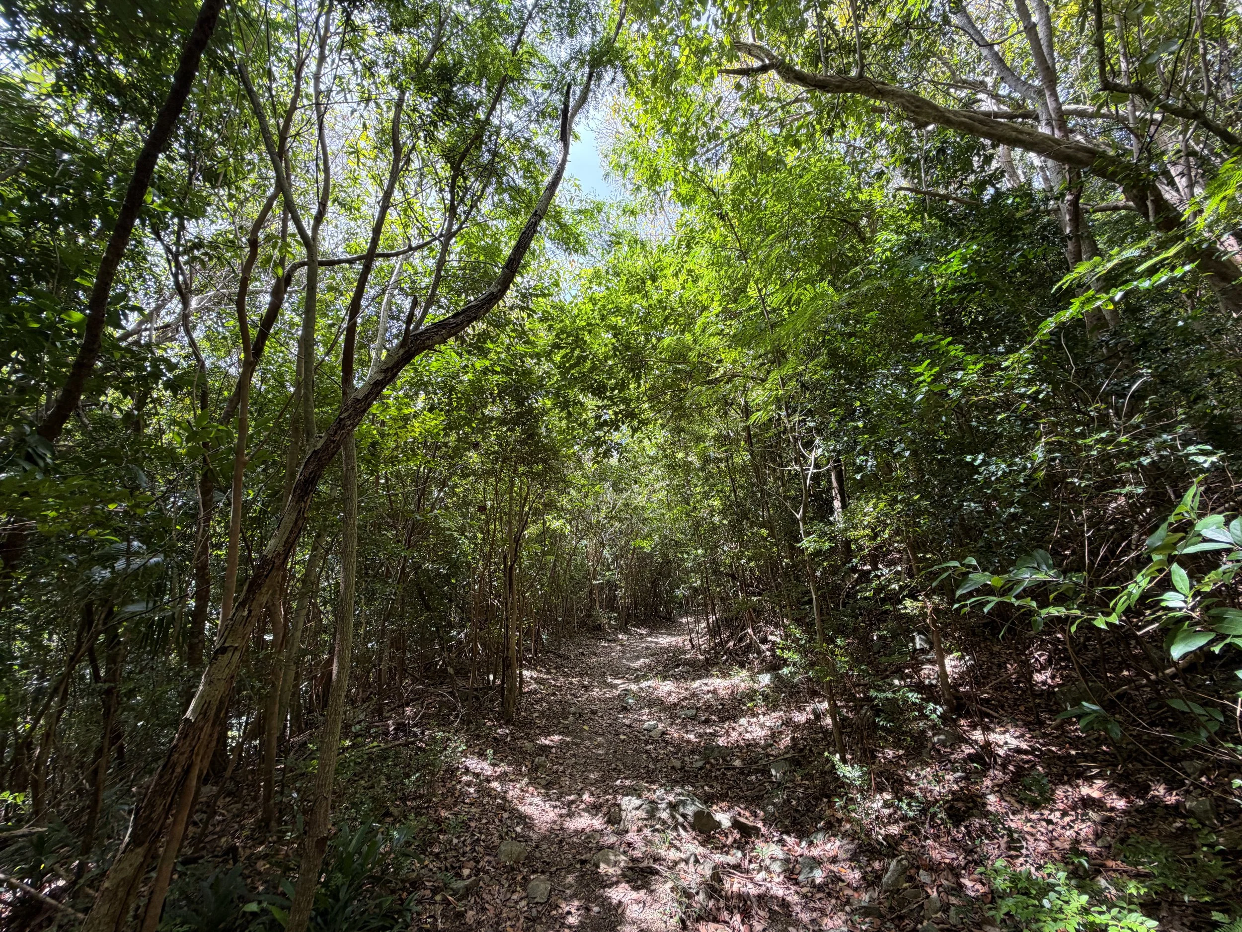 L'Esperance Trail Virgin Islands National Park