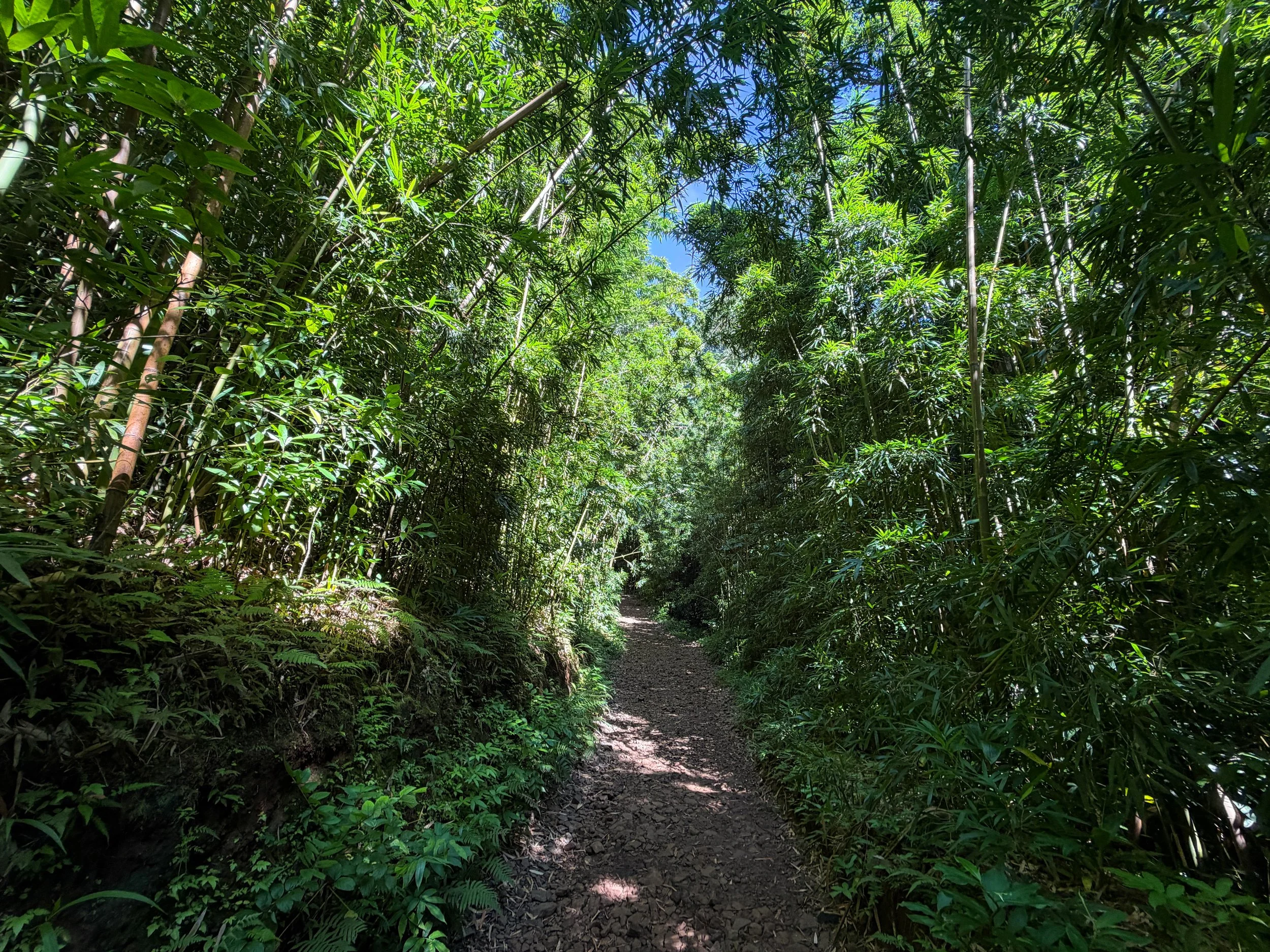 Manoa Falls Trail Oahu Hawaii