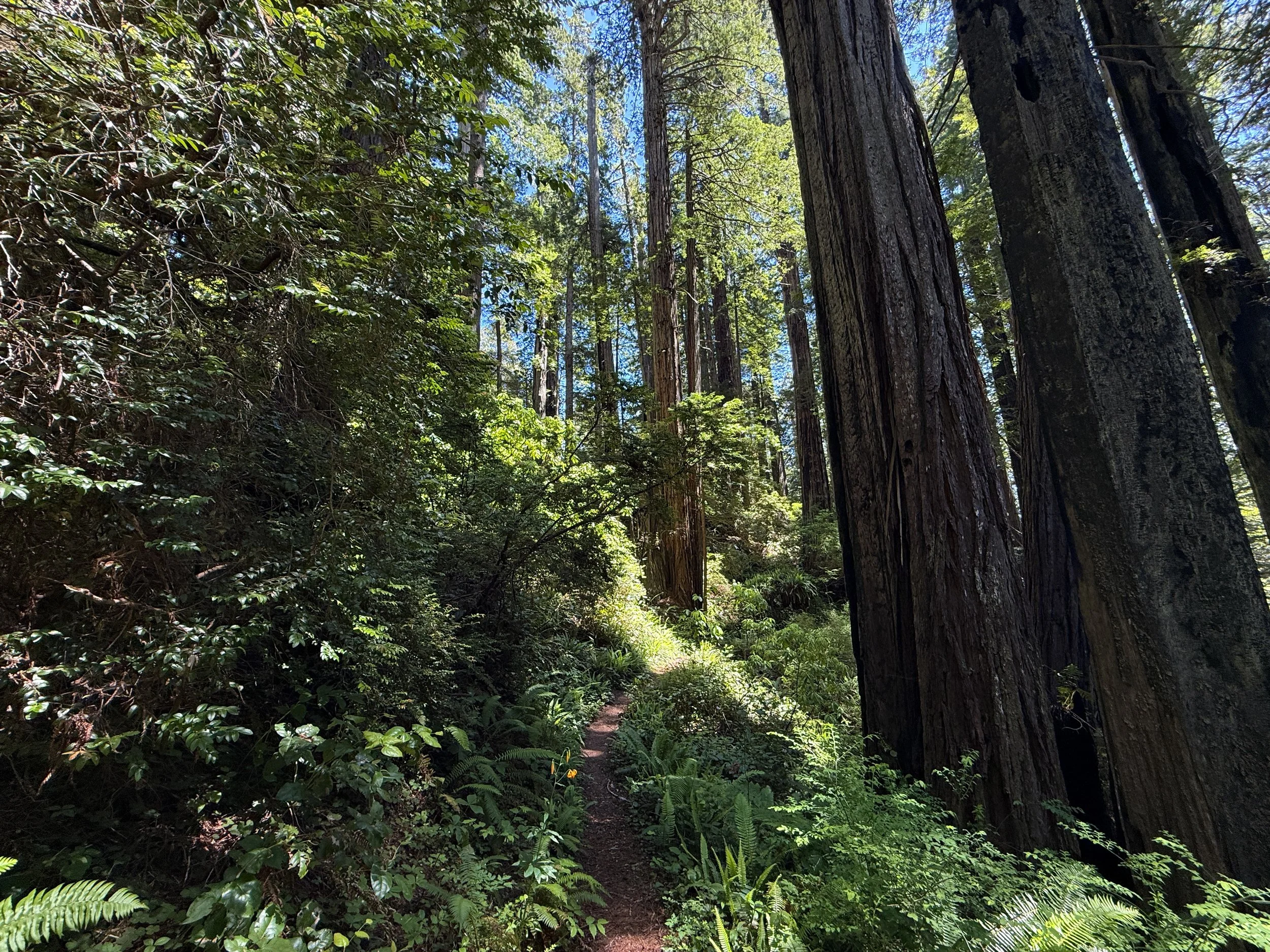 Ten Taypo–Hope Creek Loop Trail Prairie Creek Redwoods State Park California
