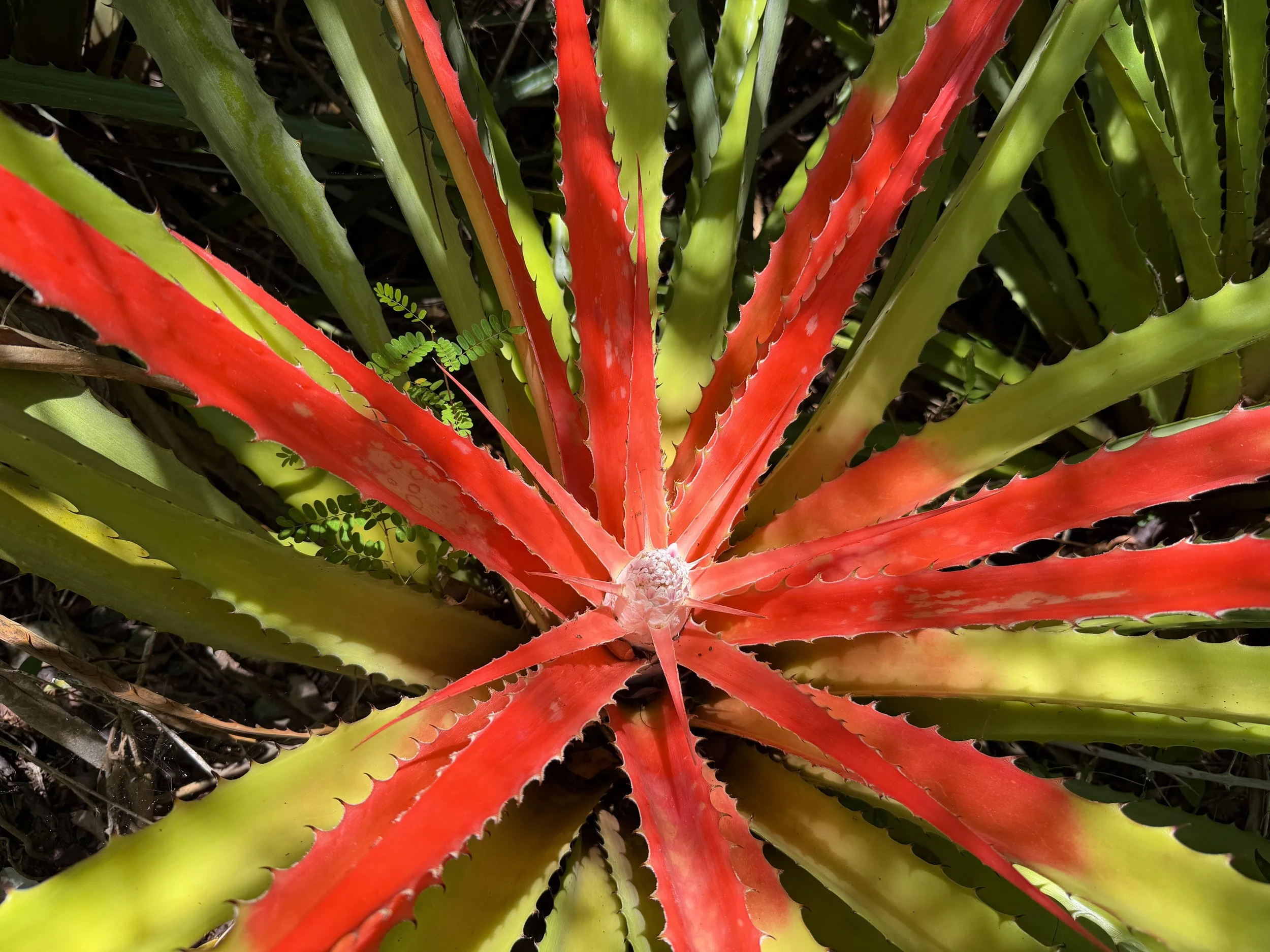 Wild Pineapple Bromelia pinguin